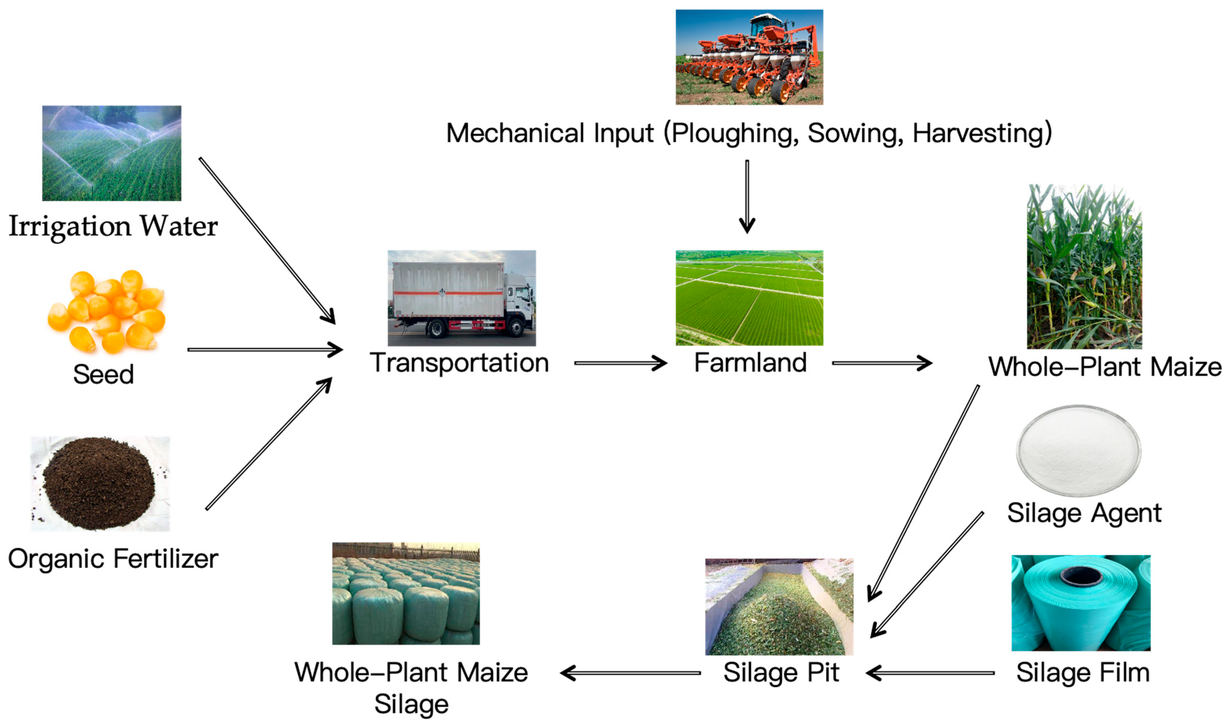 Animals 15 01922 g001