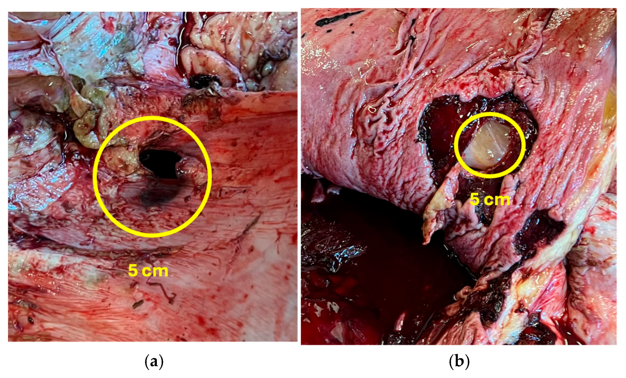 Animals 15 01969 g002