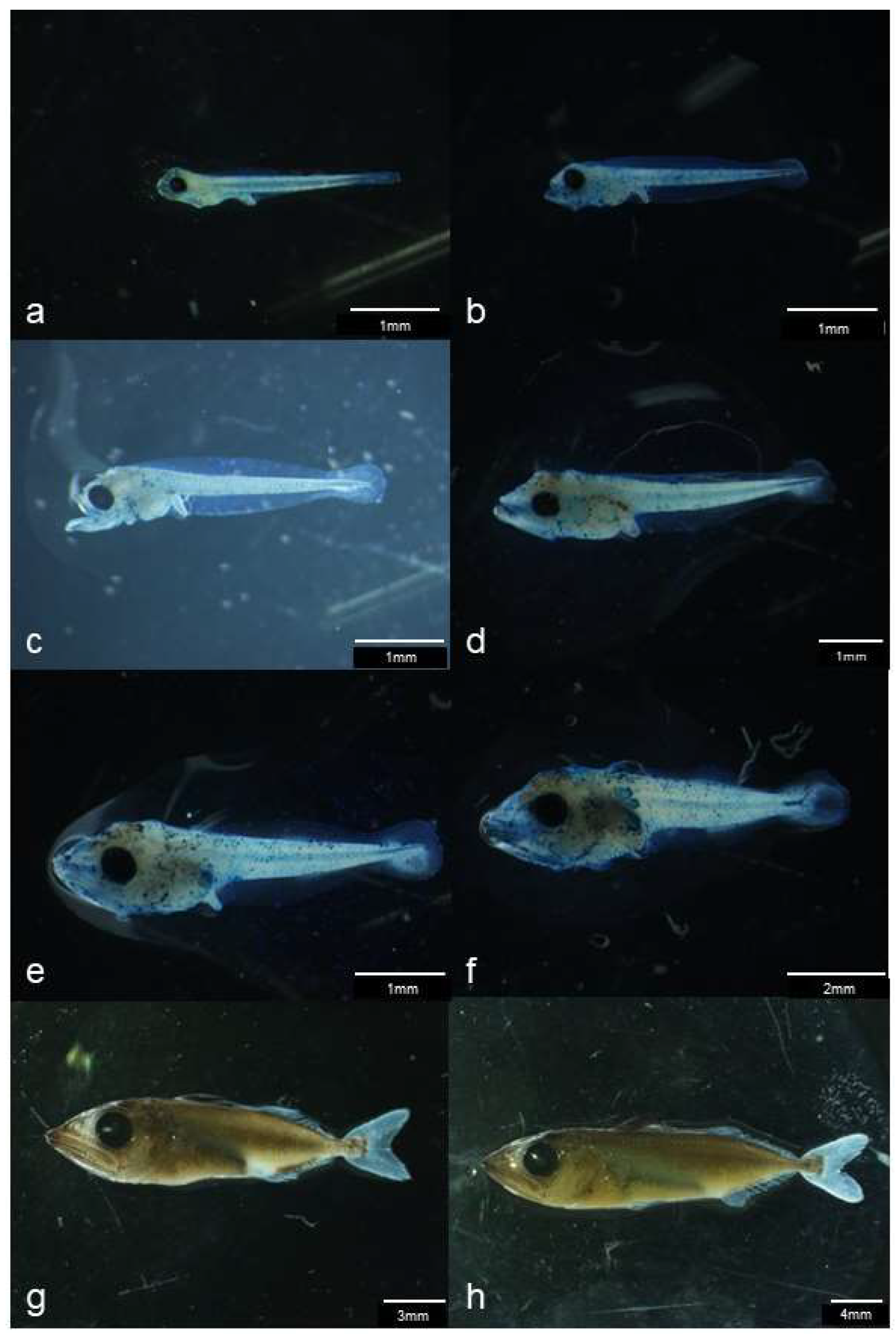 Animals 15 01997 g004