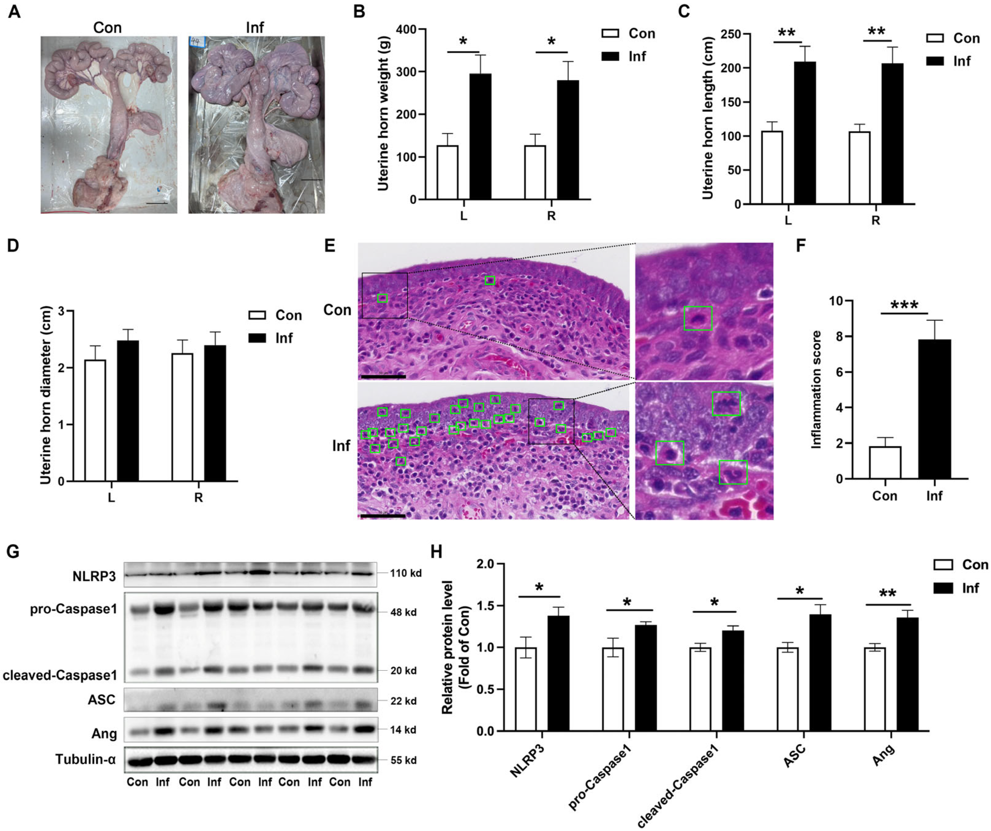 Animals 15 02002 g001