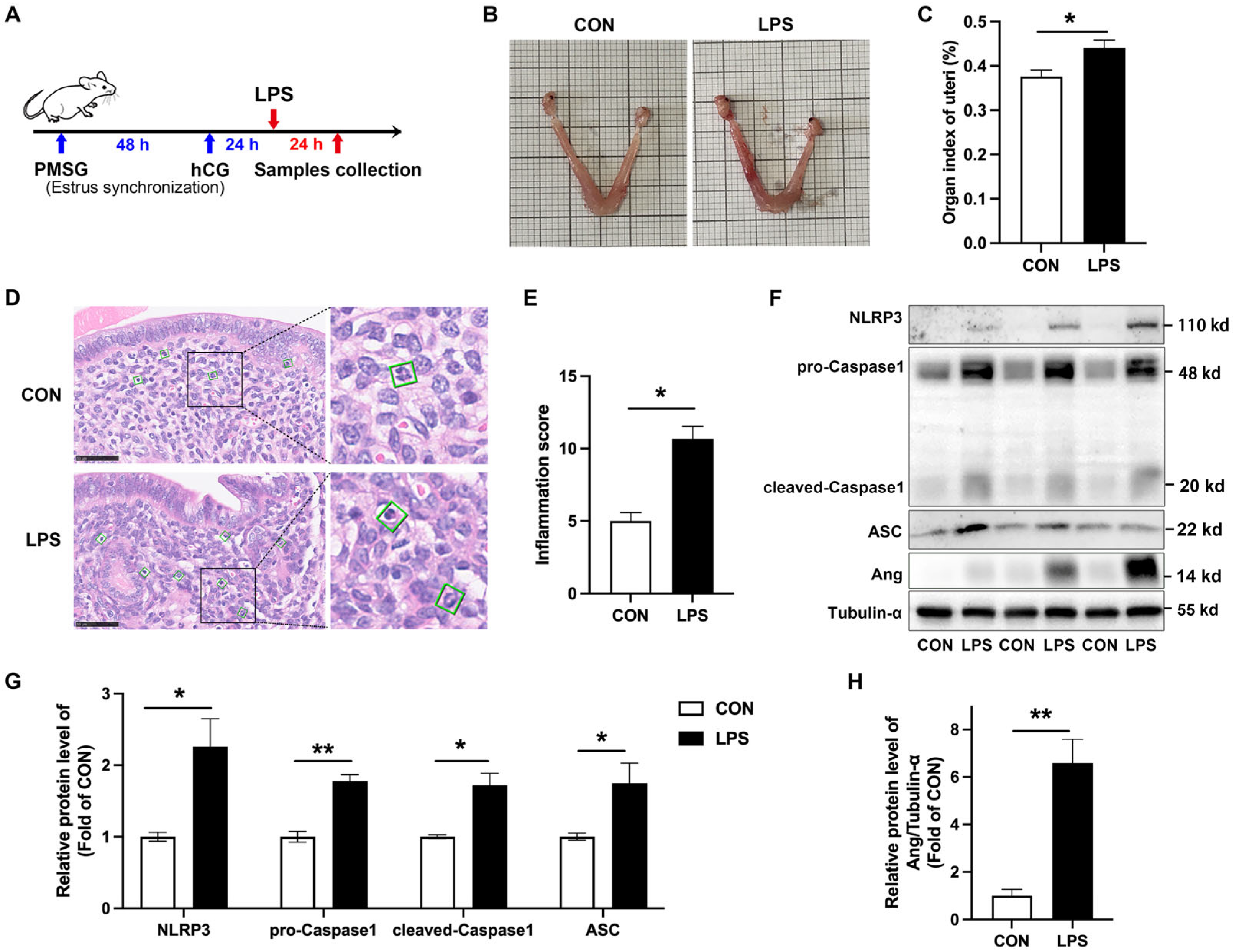 Animals 15 02002 g002