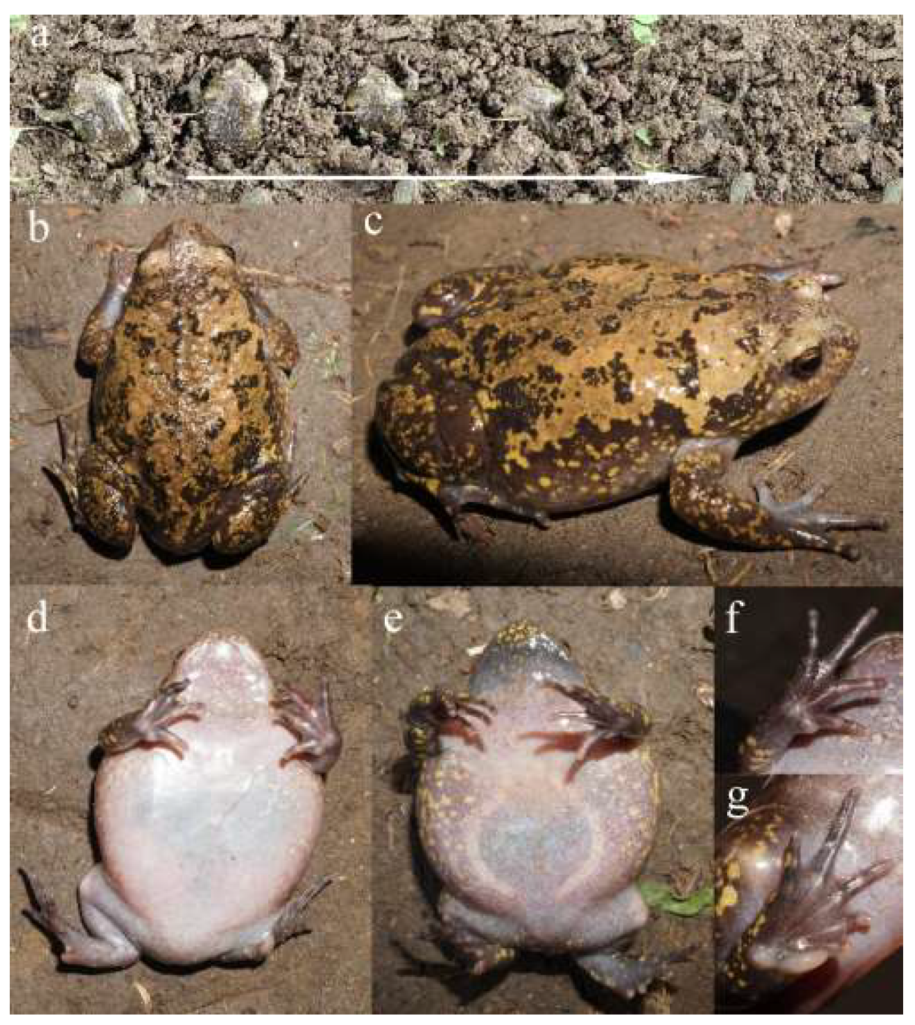 Animals 15 02118 g001