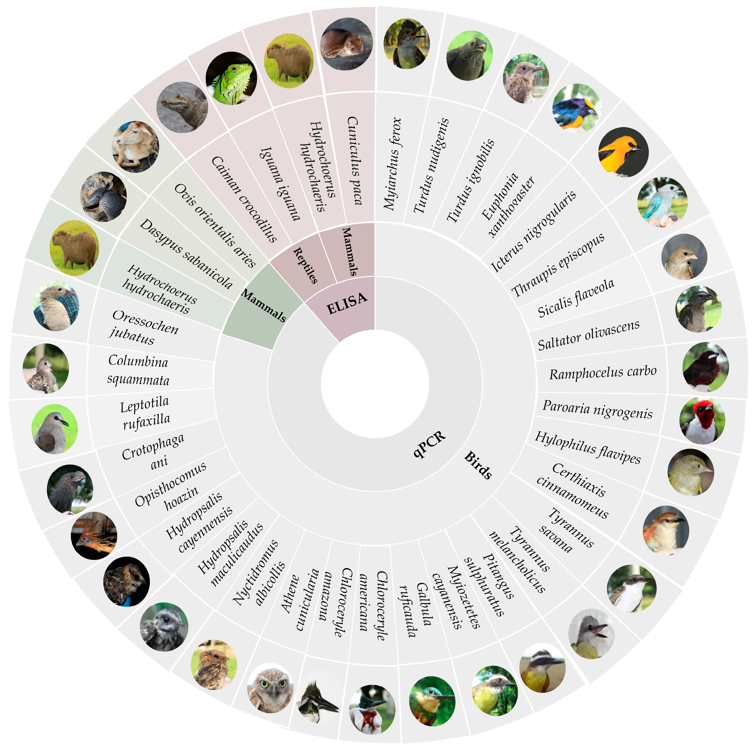Animals 15 02201 g003