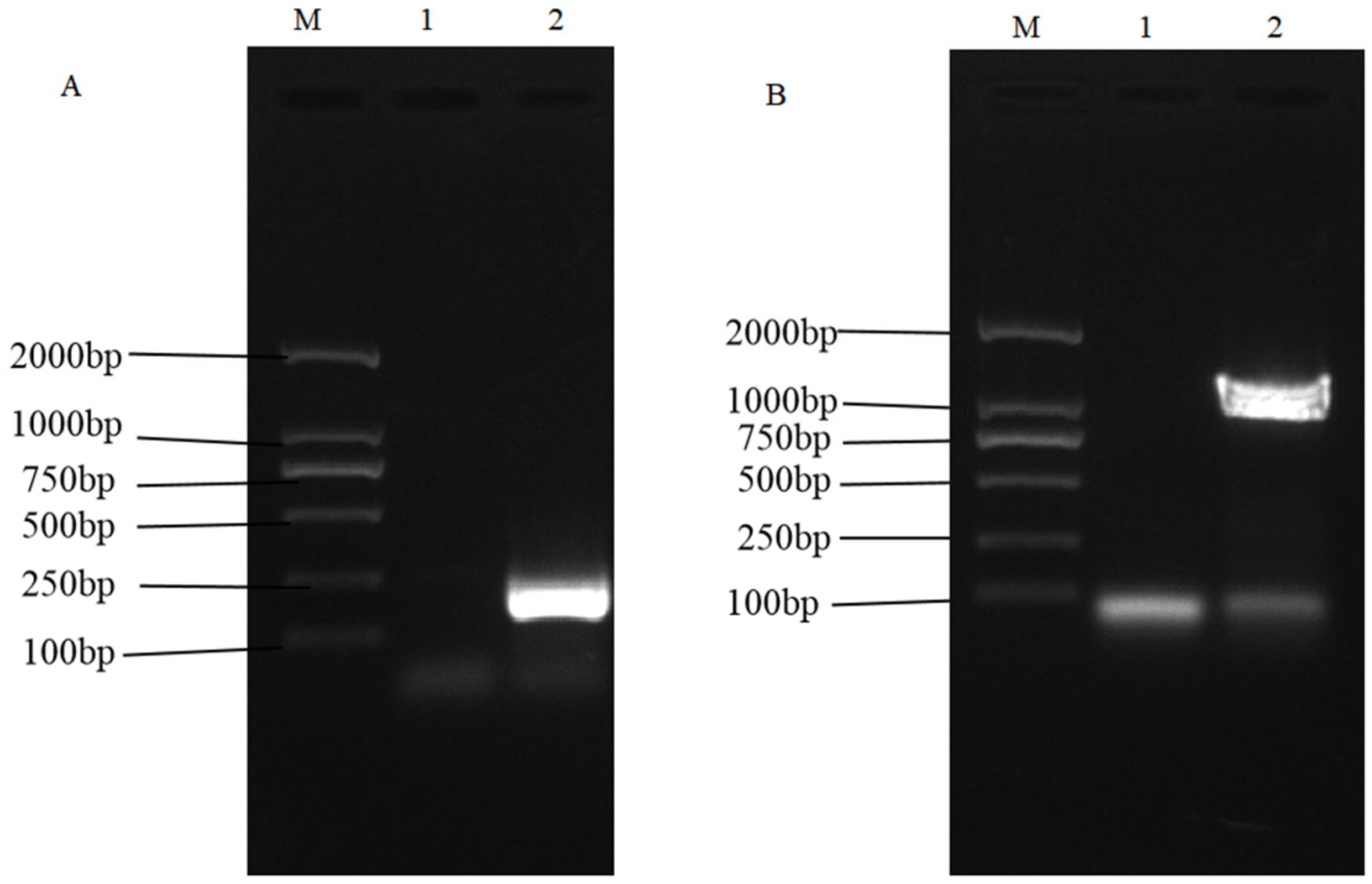 Animals 15 02330 g001