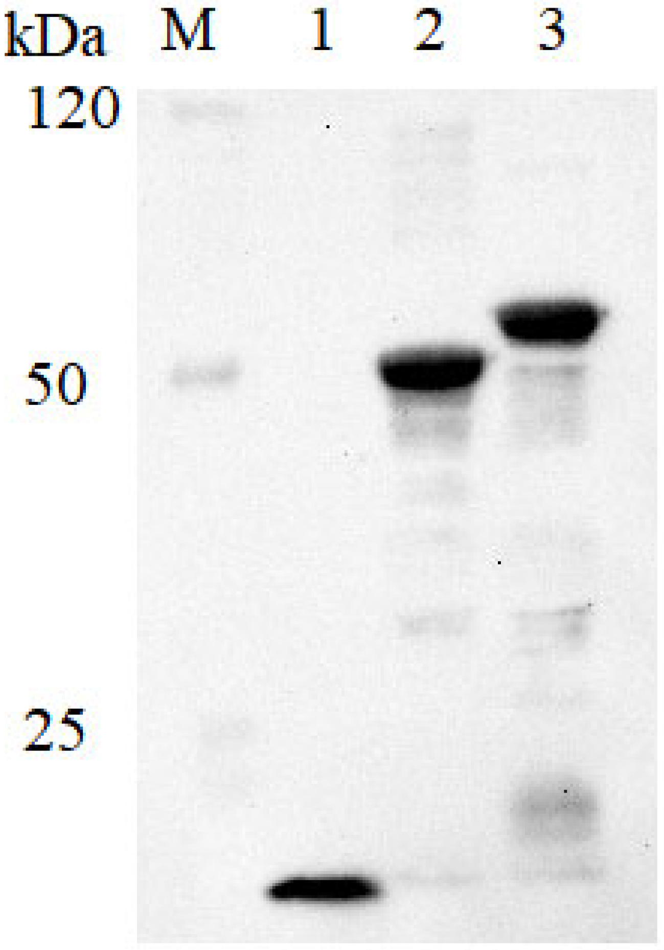 Animals 15 02330 g002