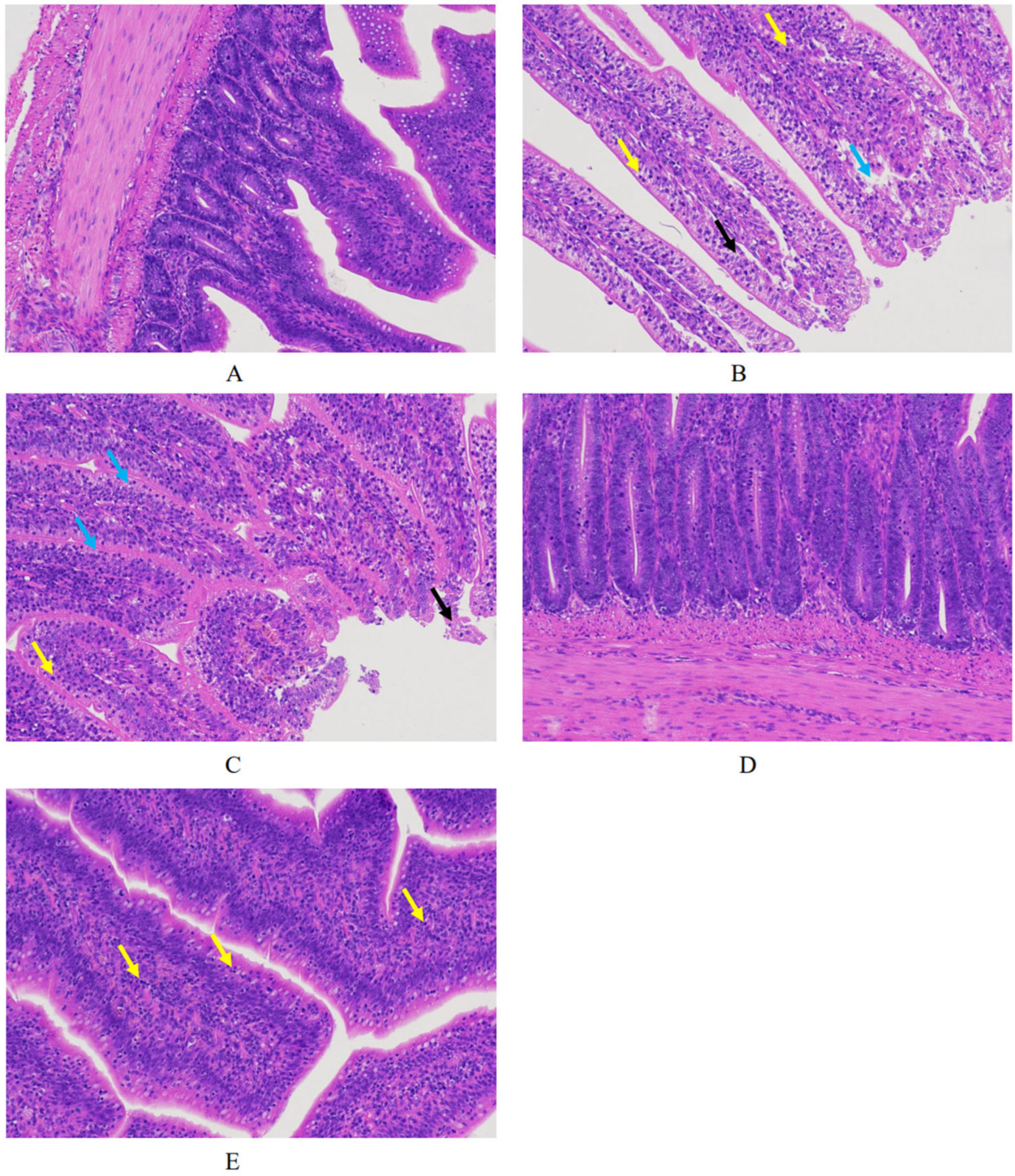 Animals 15 02330 g003