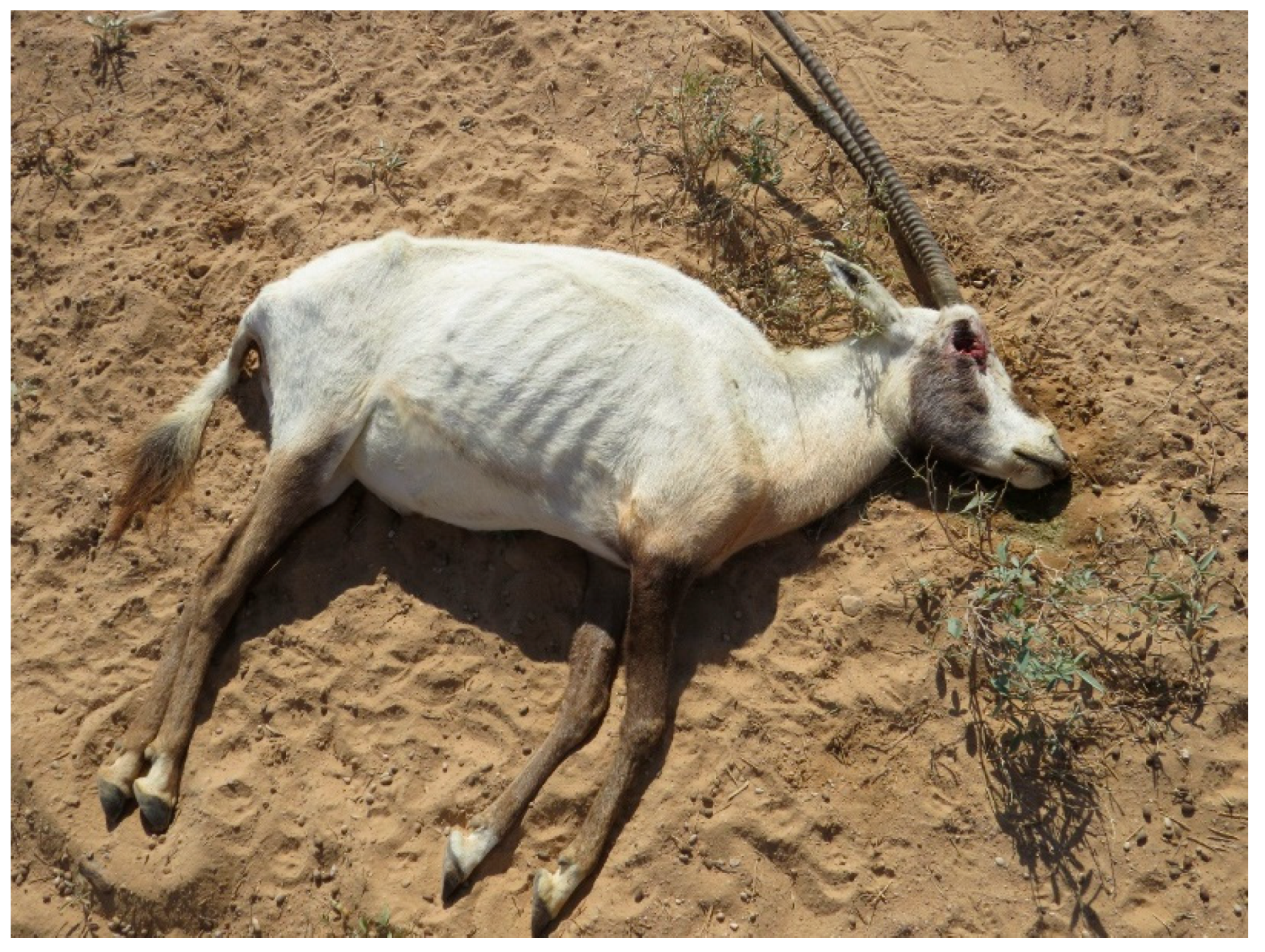 Animals 15 02389 g002