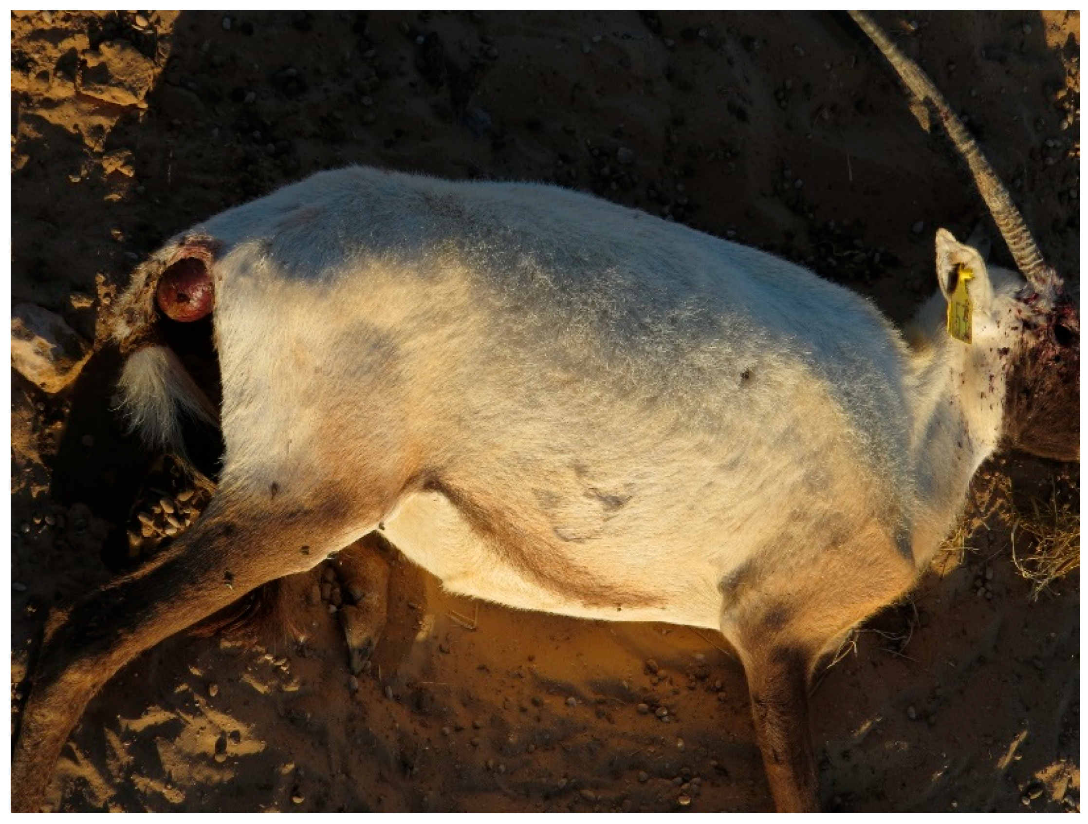 Animals 15 02389 g003