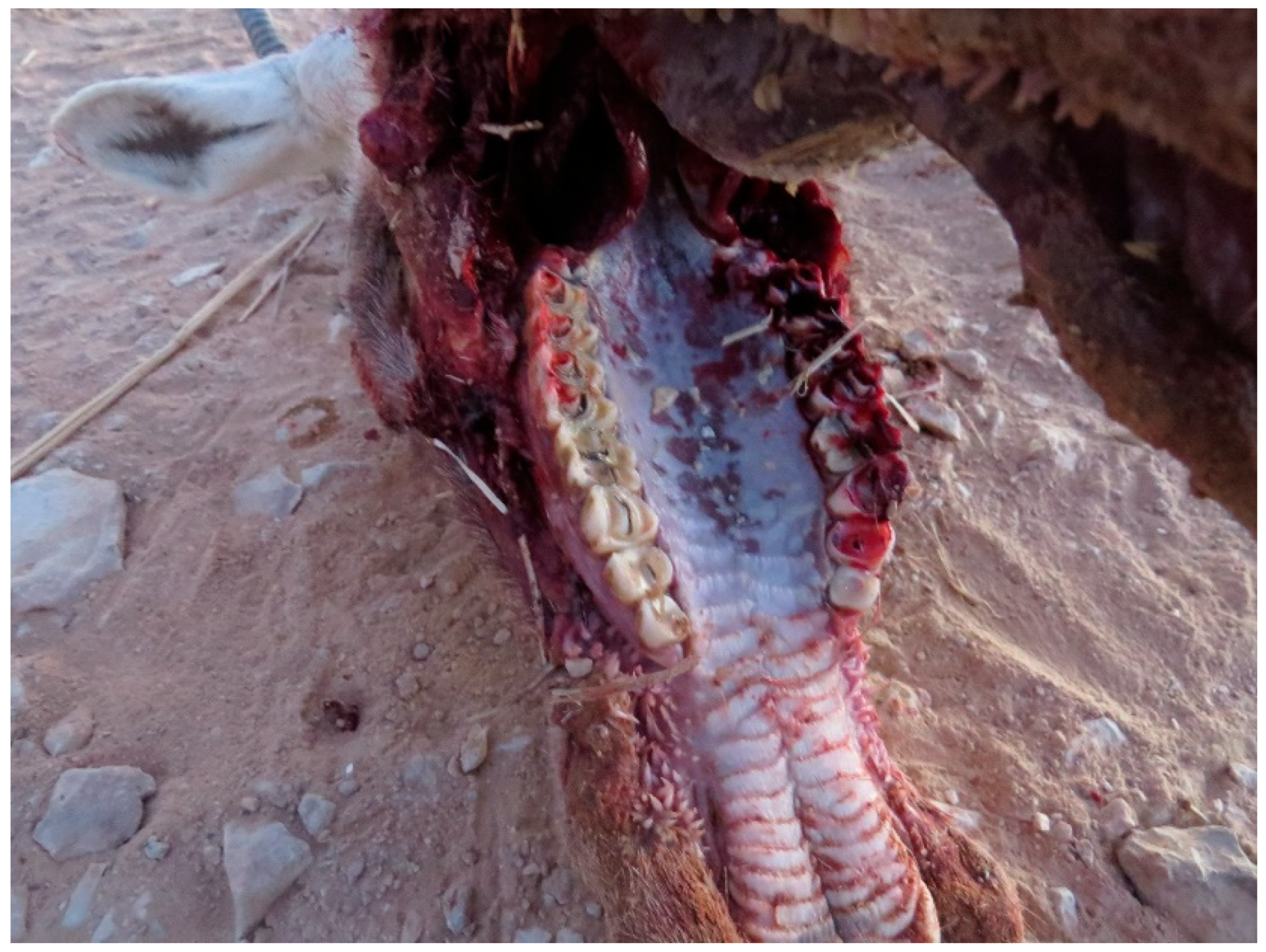 Animals 15 02389 g007