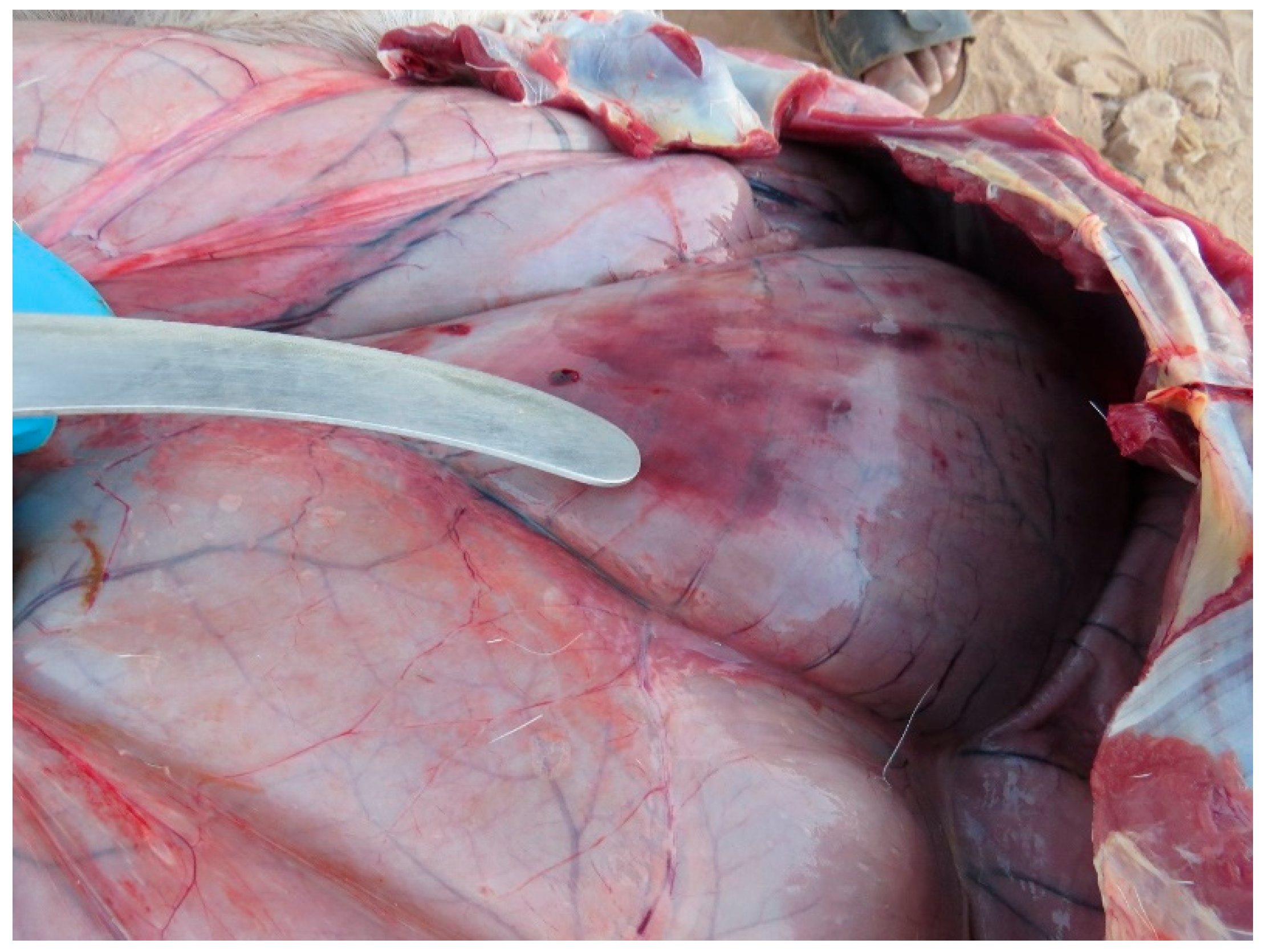 Animals 15 02389 g008