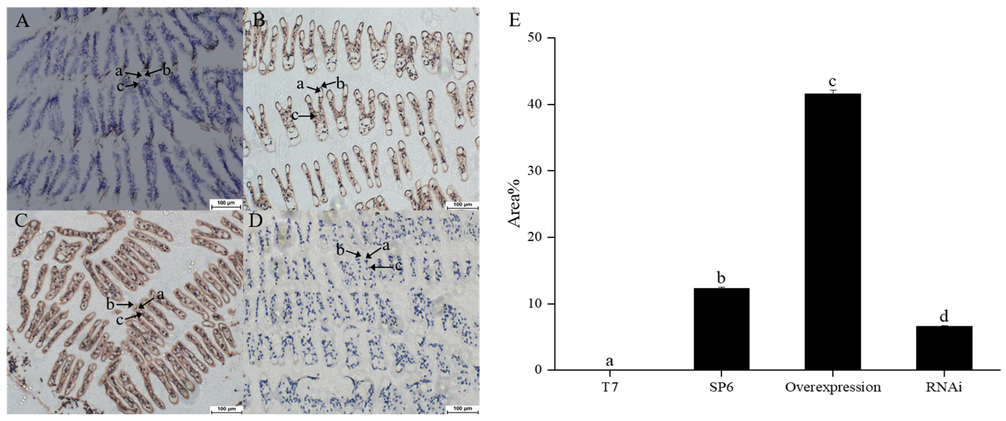 Animals 15 02467 g004