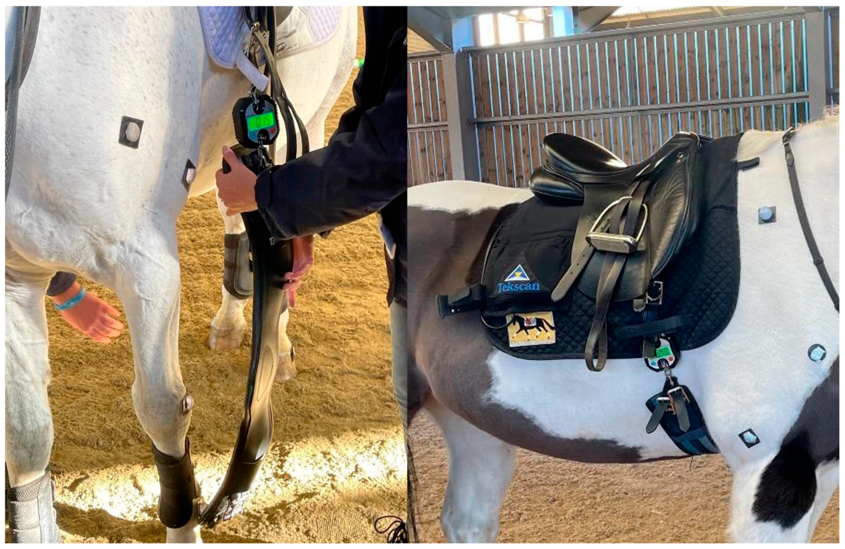 Animals 15 02540 g001