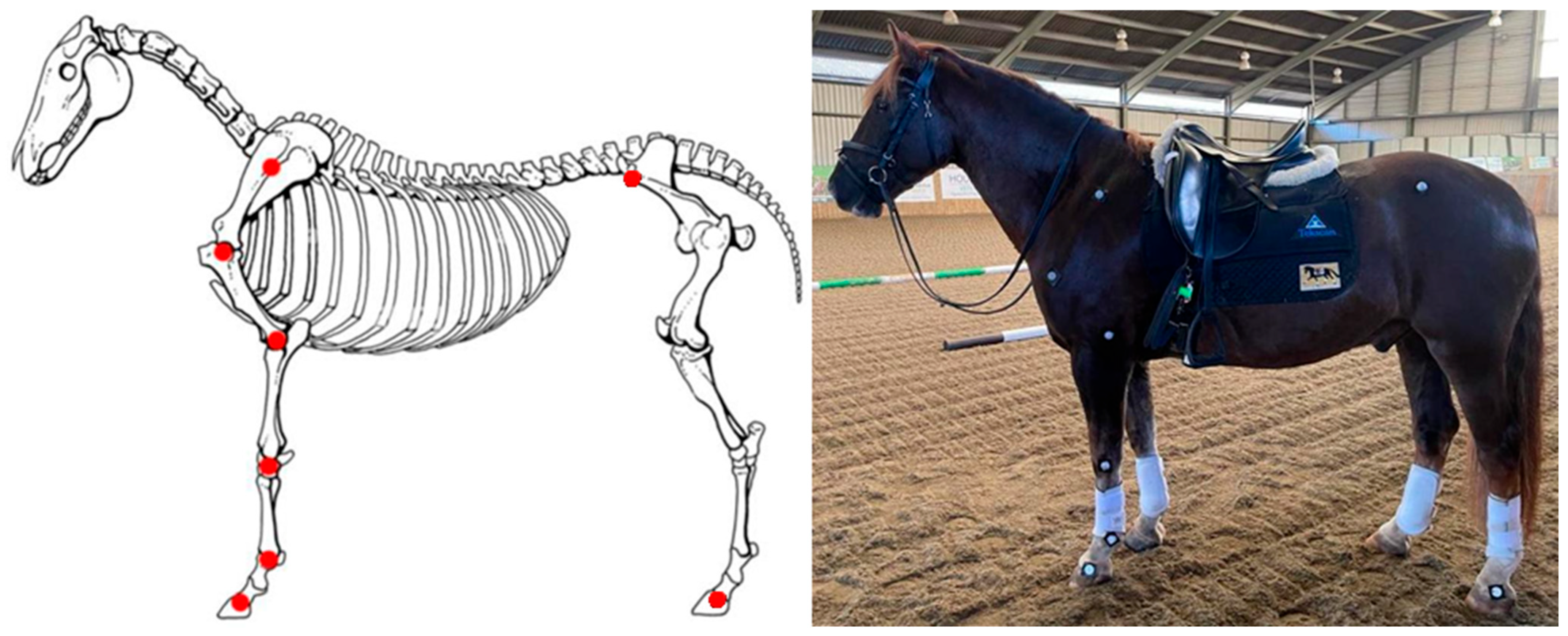 Animals 15 02540 g004