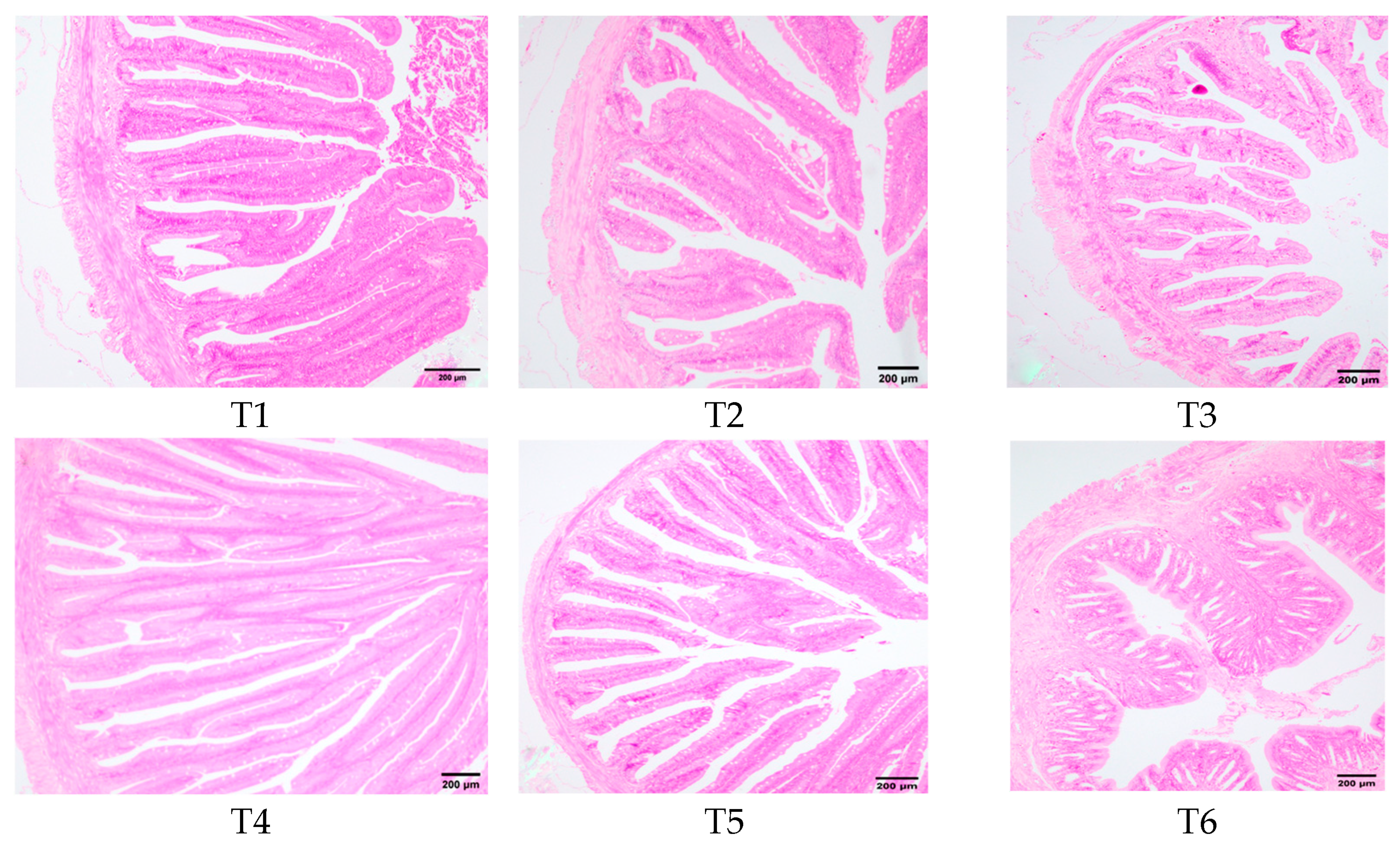 Animals 15 02643 g008