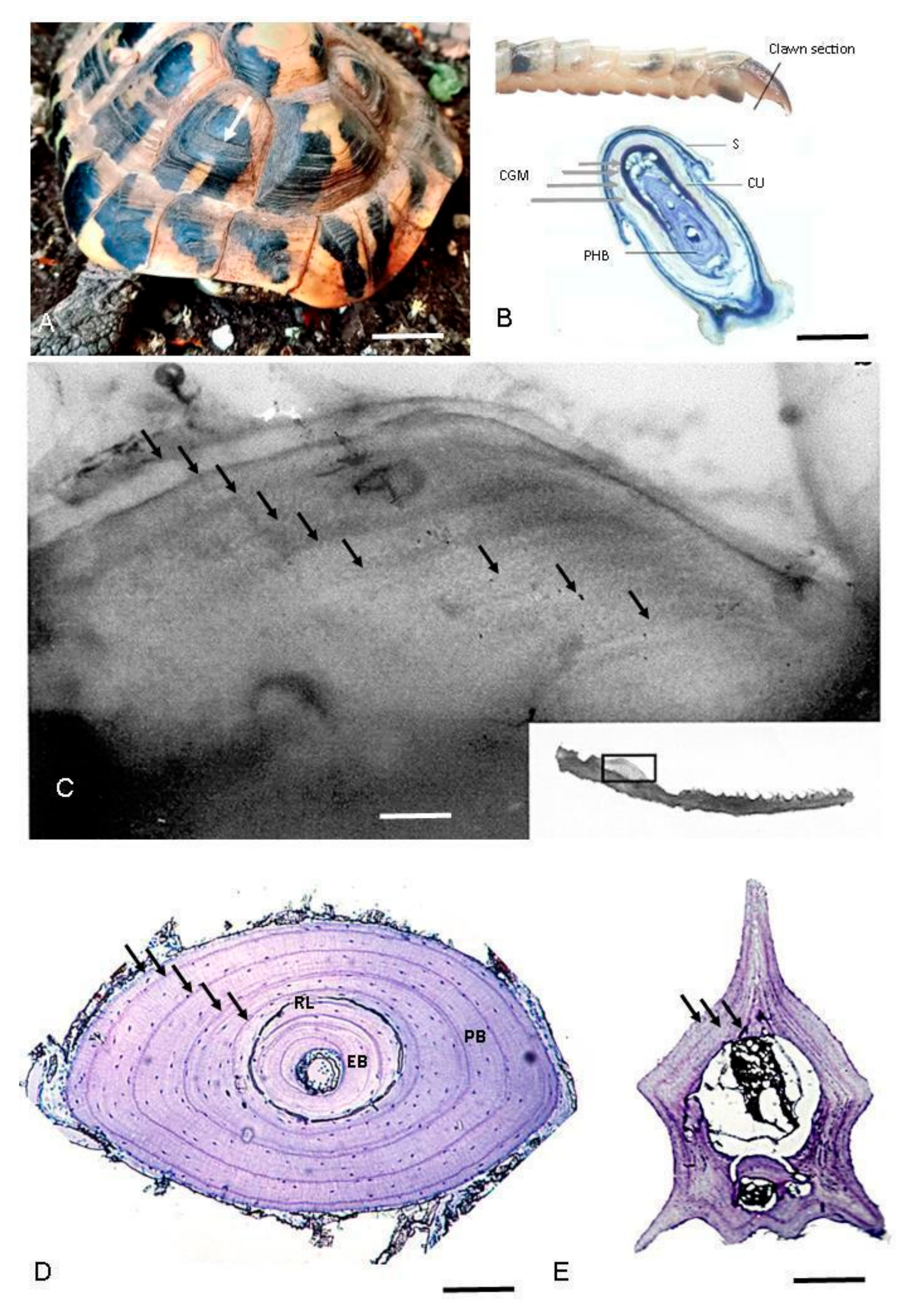 Animals 15 02722 g001