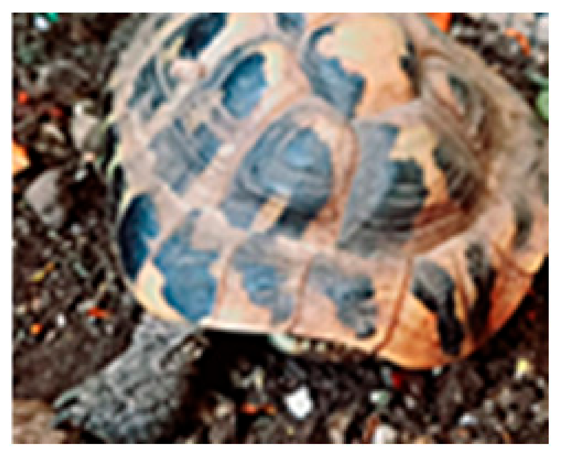 Animals 15 02722 i001