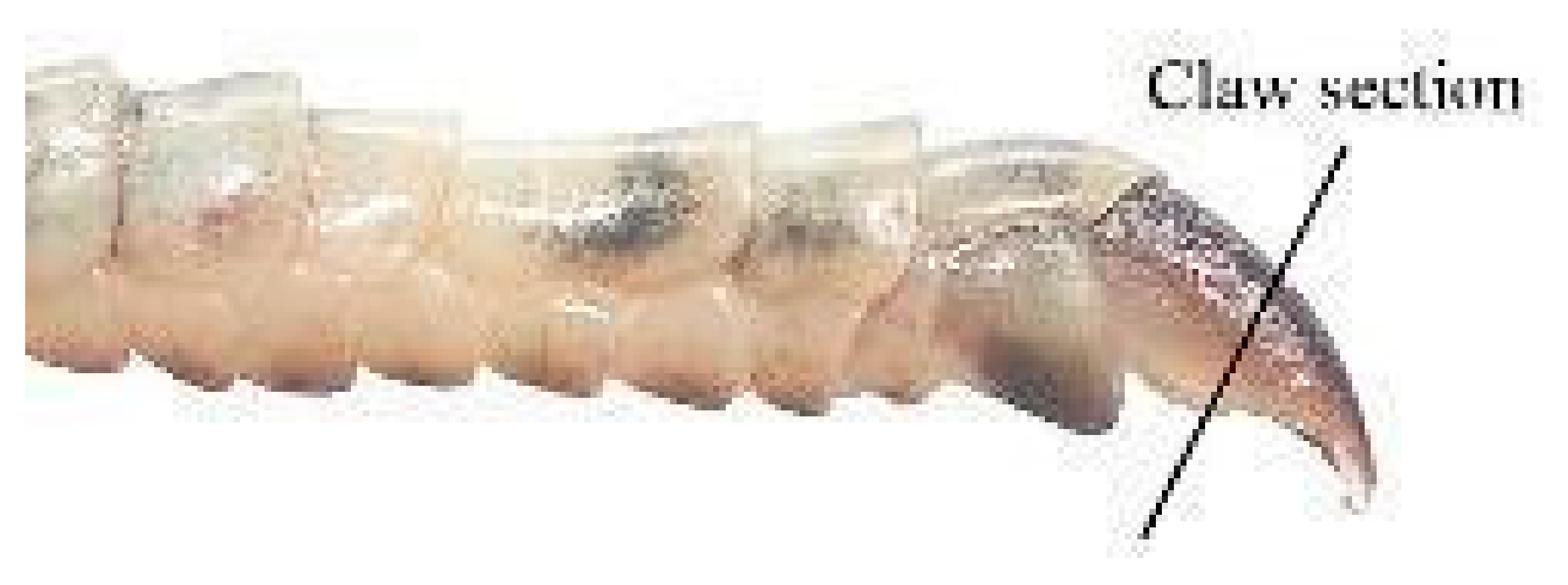 Animals 15 02722 i002