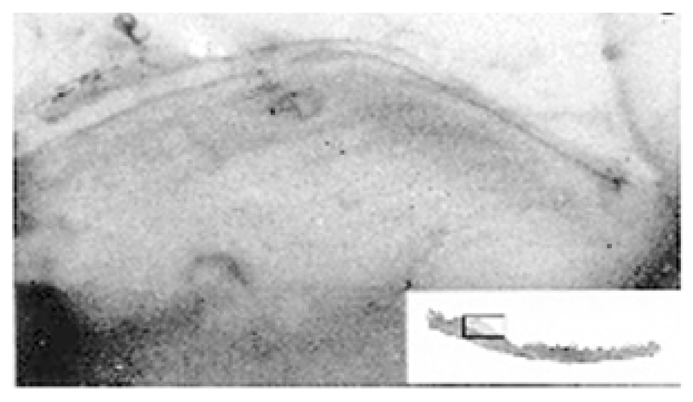 Animals 15 02722 i003