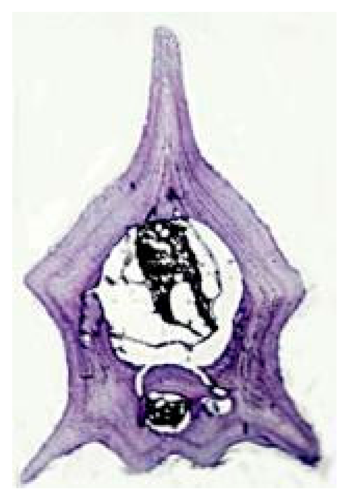 Animals 15 02722 i005