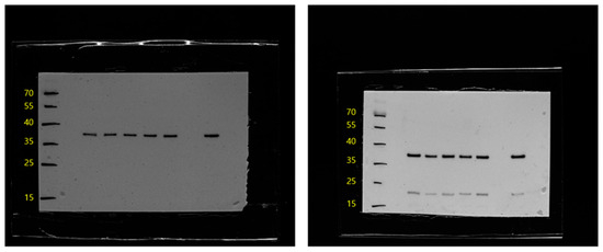 Animals 15 02847 g0a1