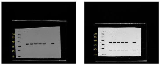 Animals 15 02847 g0a2