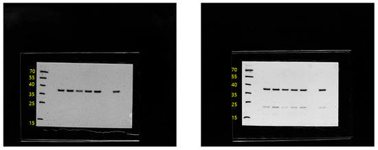 Animals 15 02847 g0a3