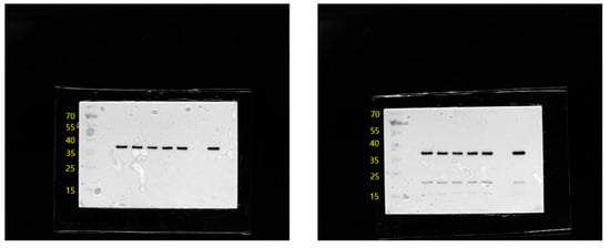 Animals 15 02847 g0a4