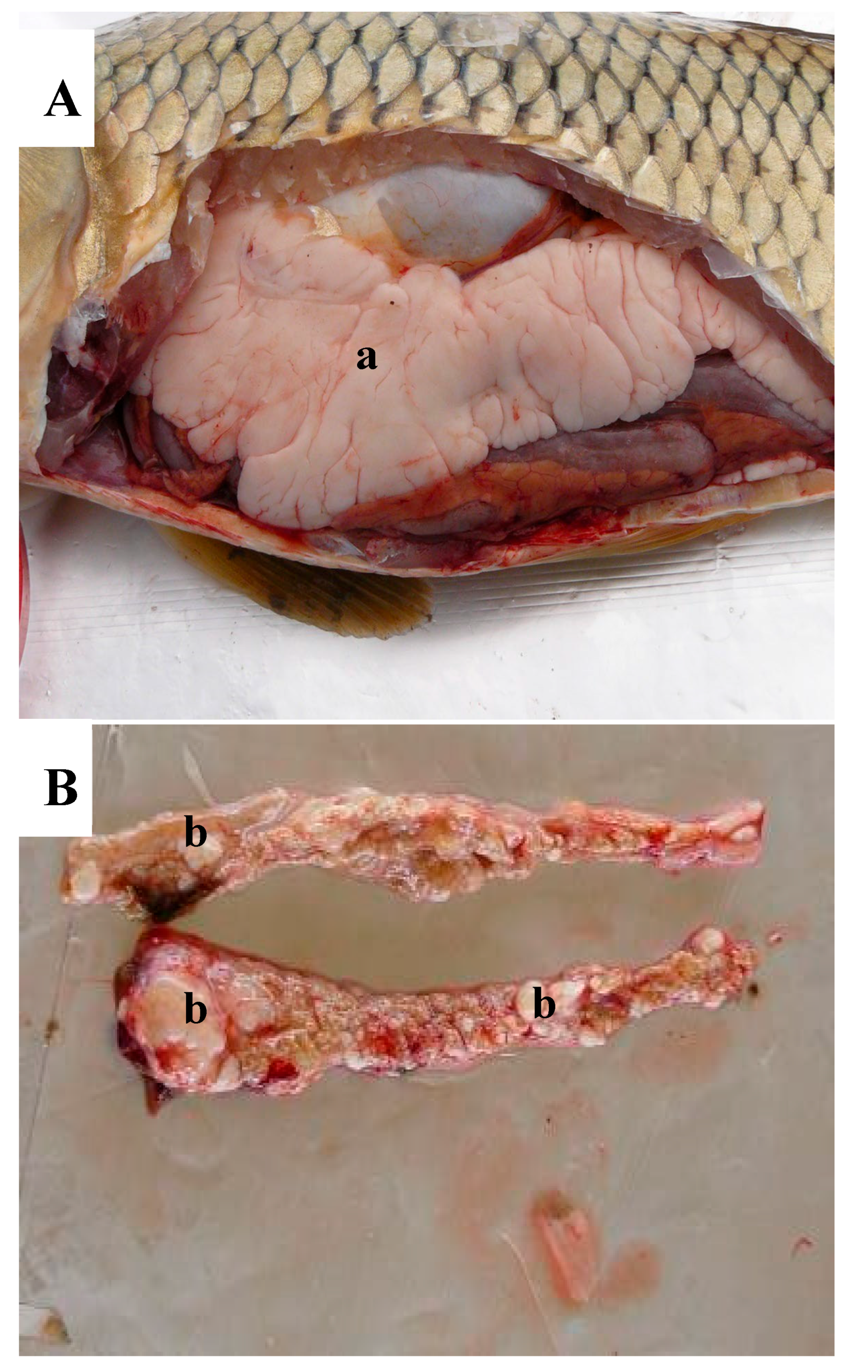 Animals 15 02887 g002 Animals 15 02887 g002