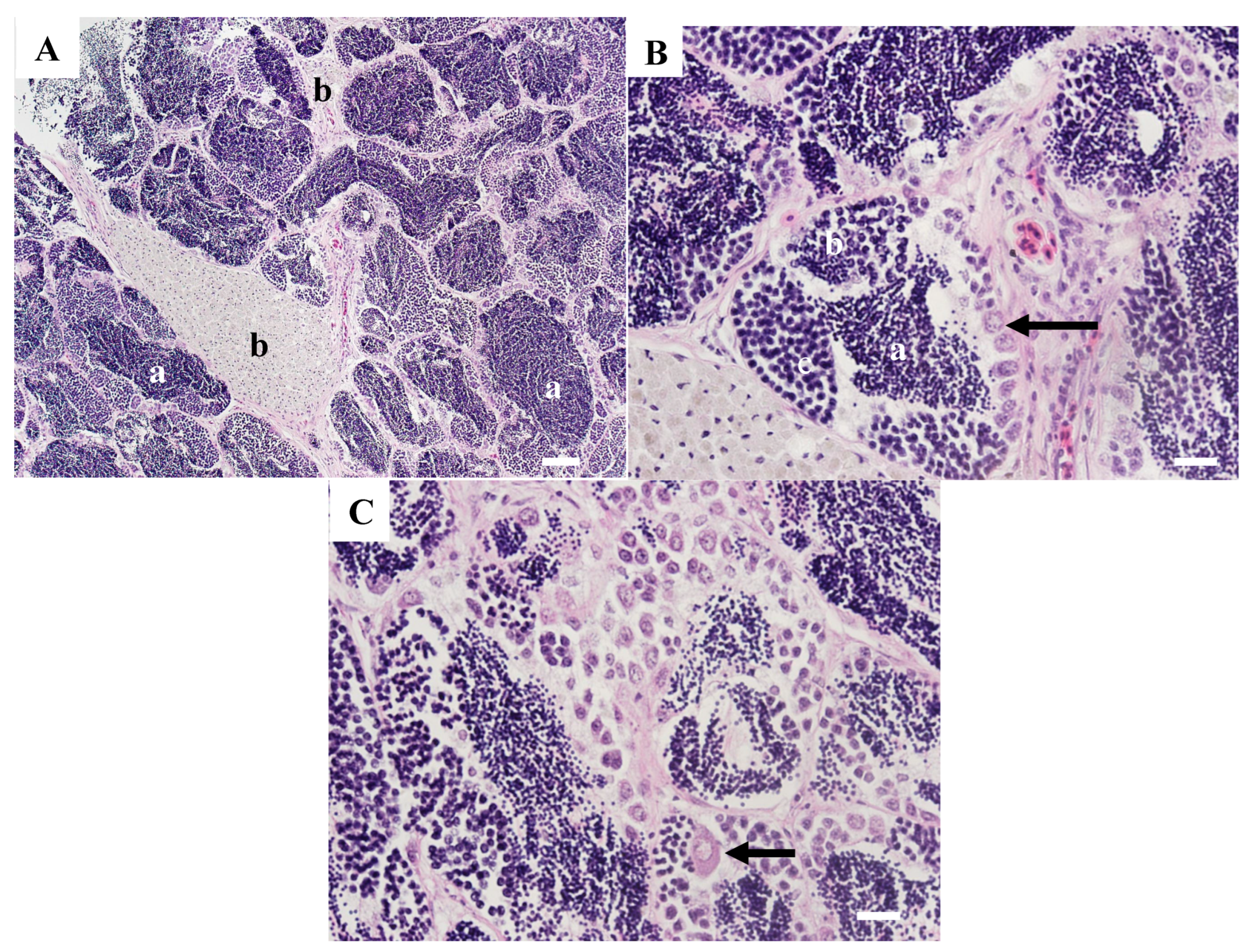 Animals 15 02887 g004 Animals 15 02887 g004