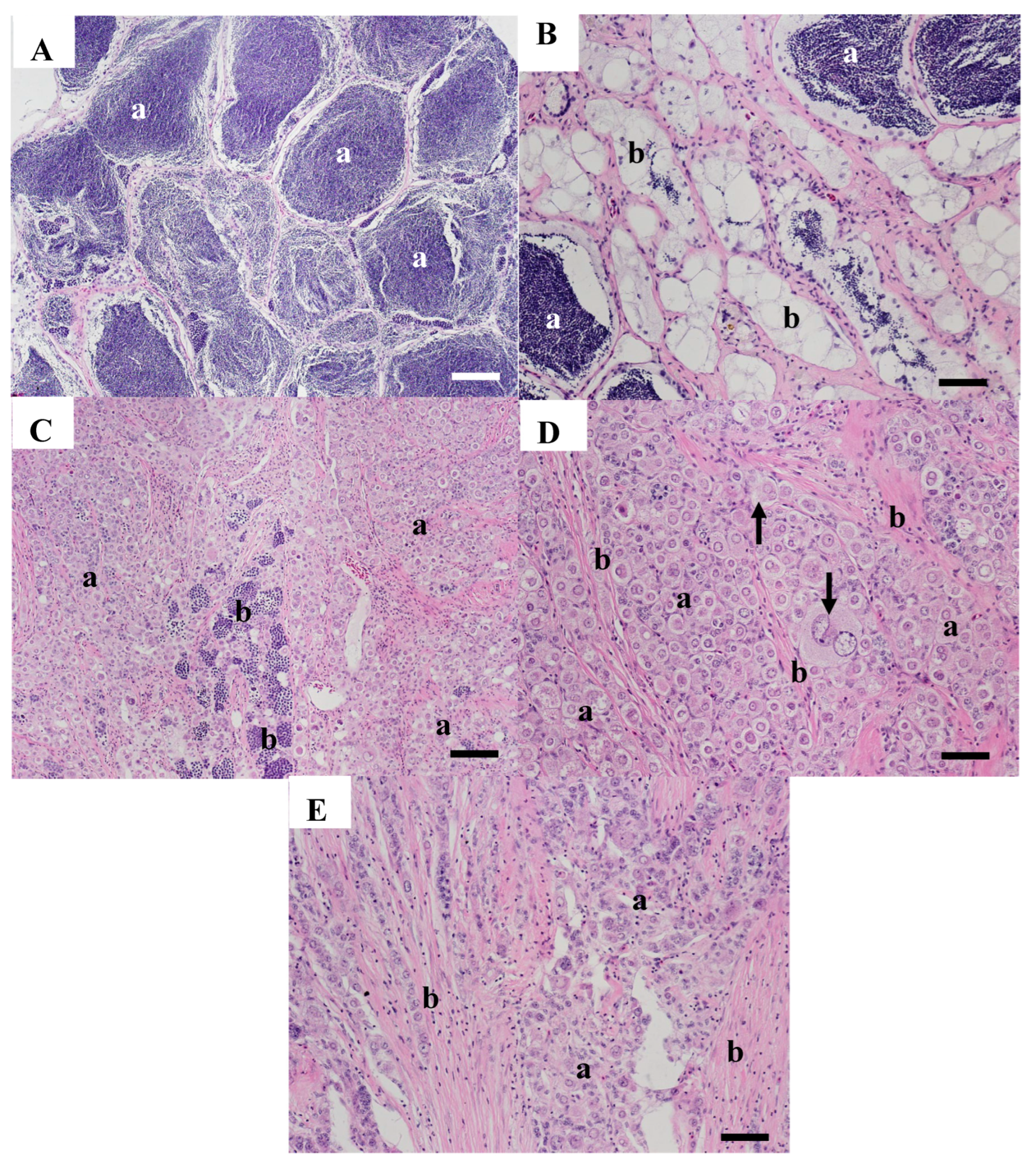 Animals 15 02887 g006 Animals 15 02887 g006