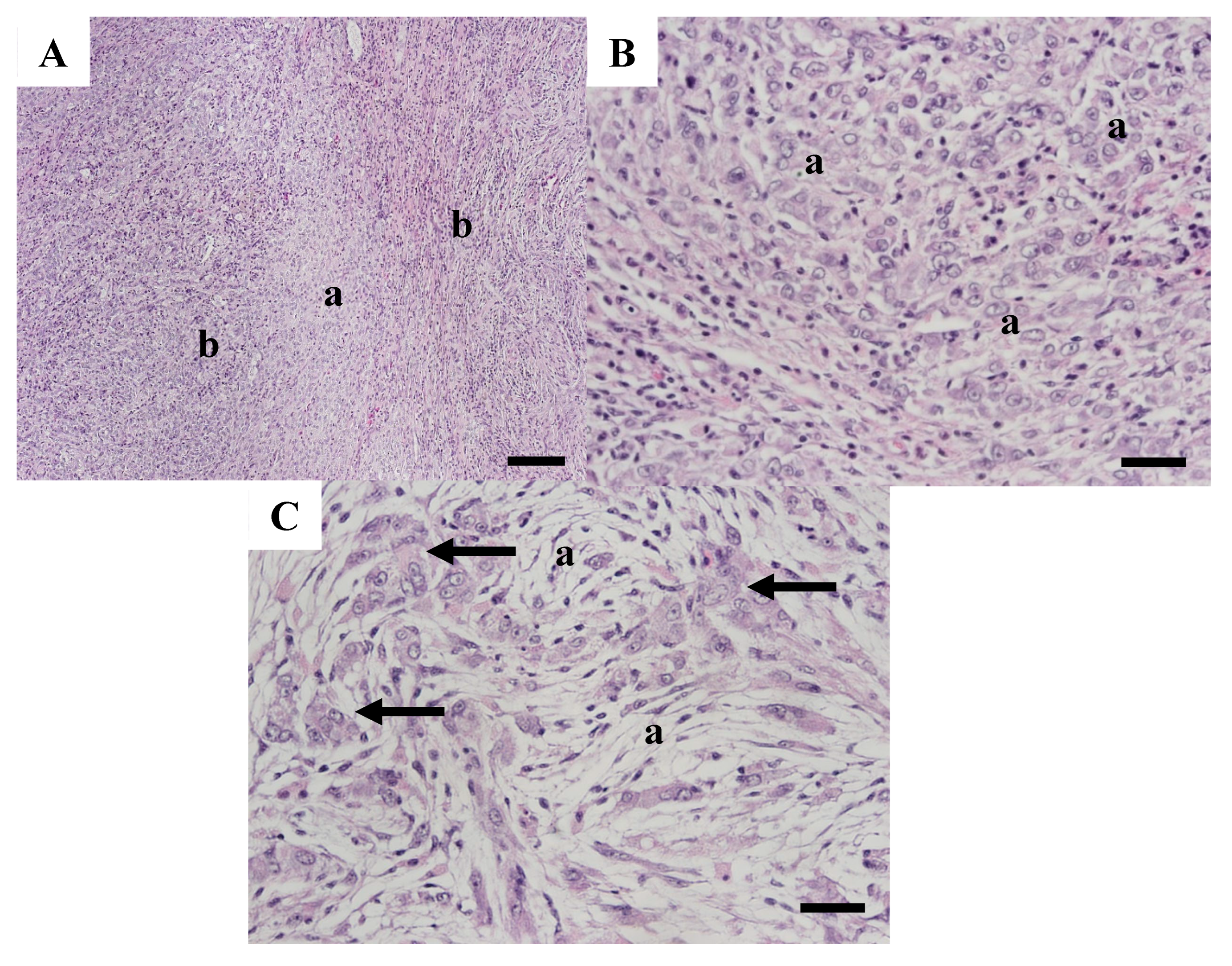 Animals 15 02887 g008 Animals 15 02887 g008