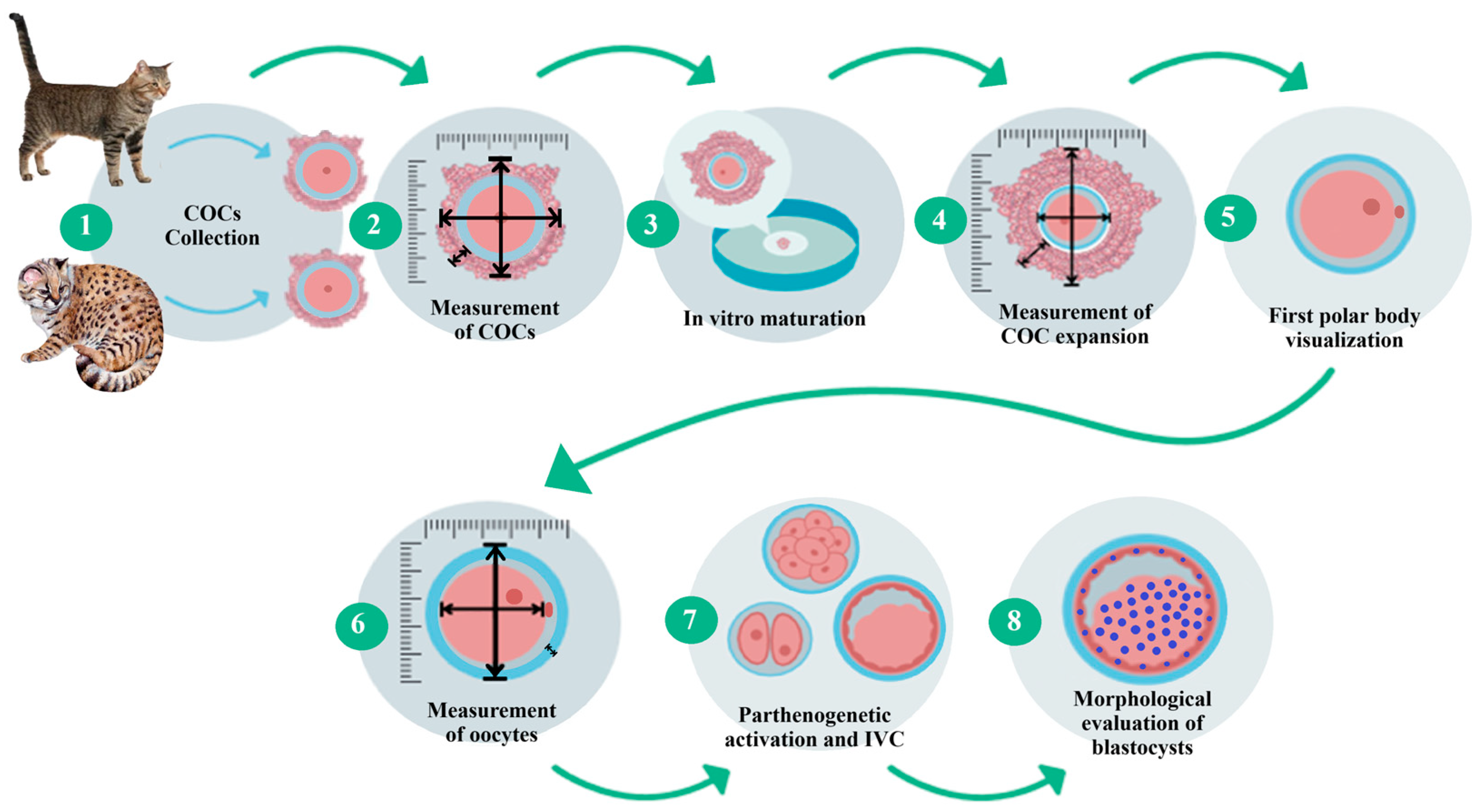 Animals 15 03031 g001