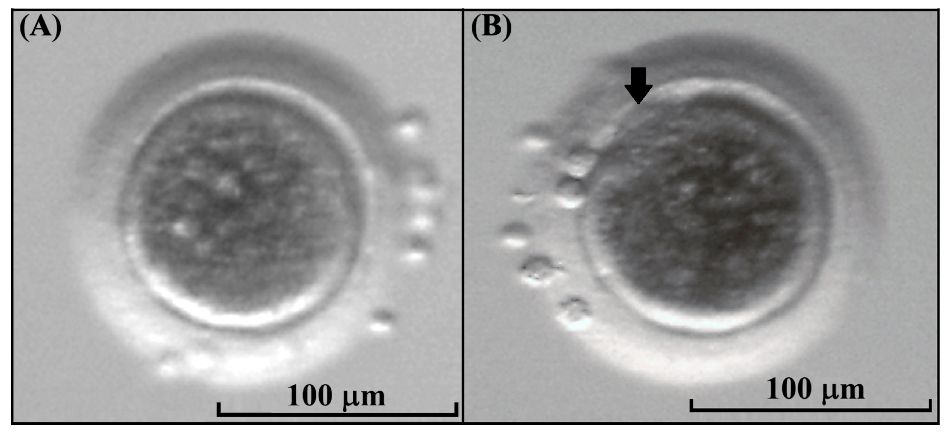 Animals 15 03031 g005