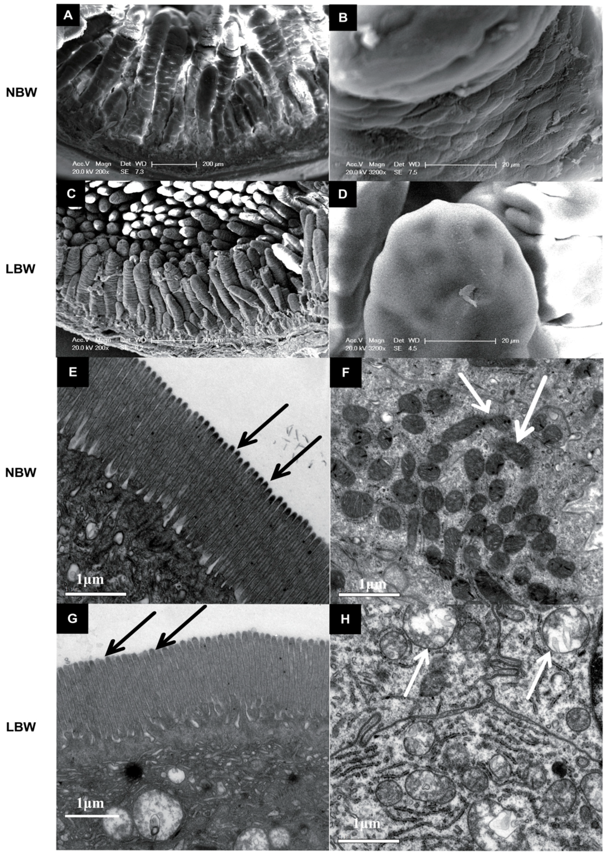 Animals 15 03085 g001 Animals 15 03085 g001