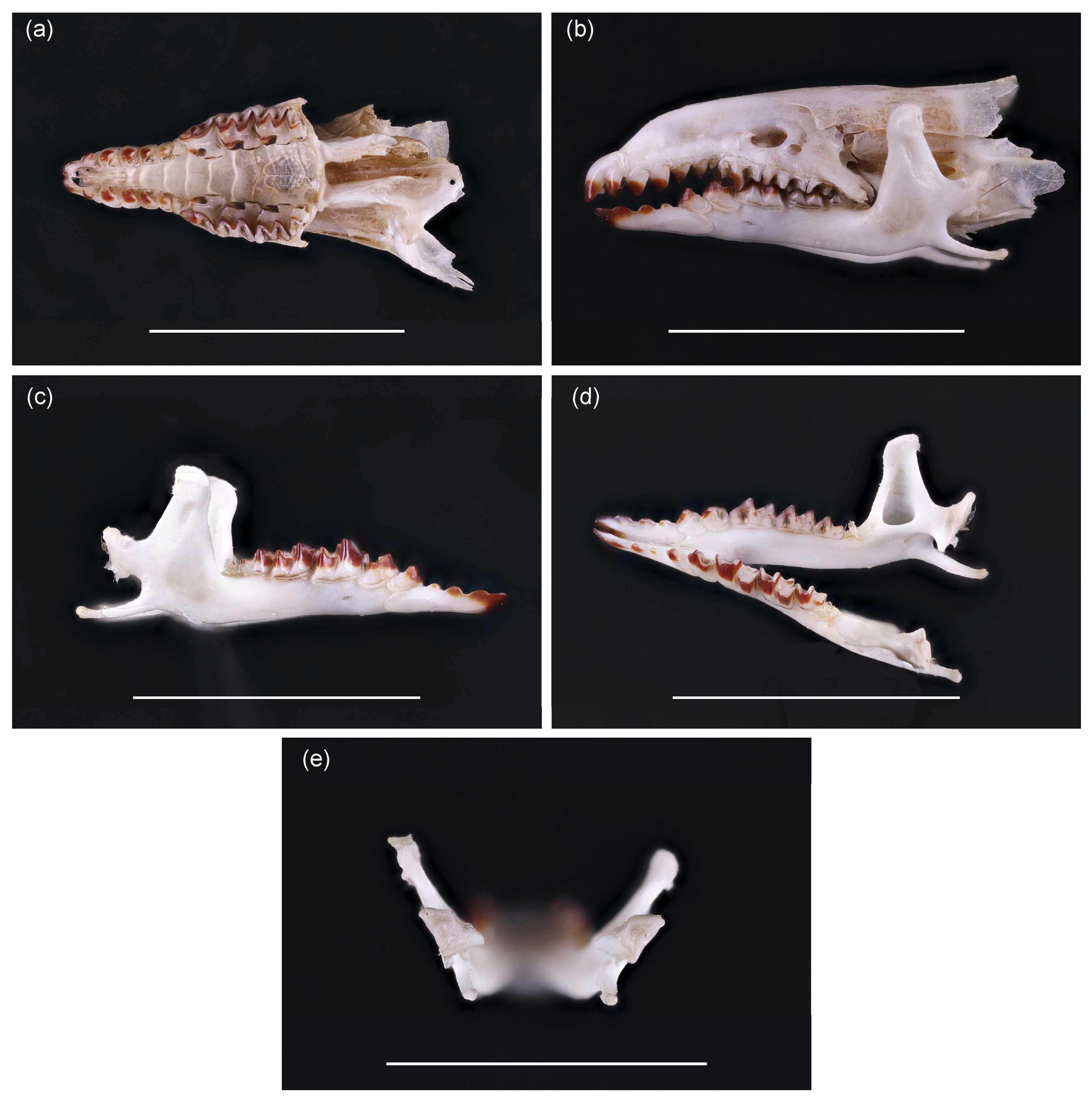 Animals 15 03088 g003