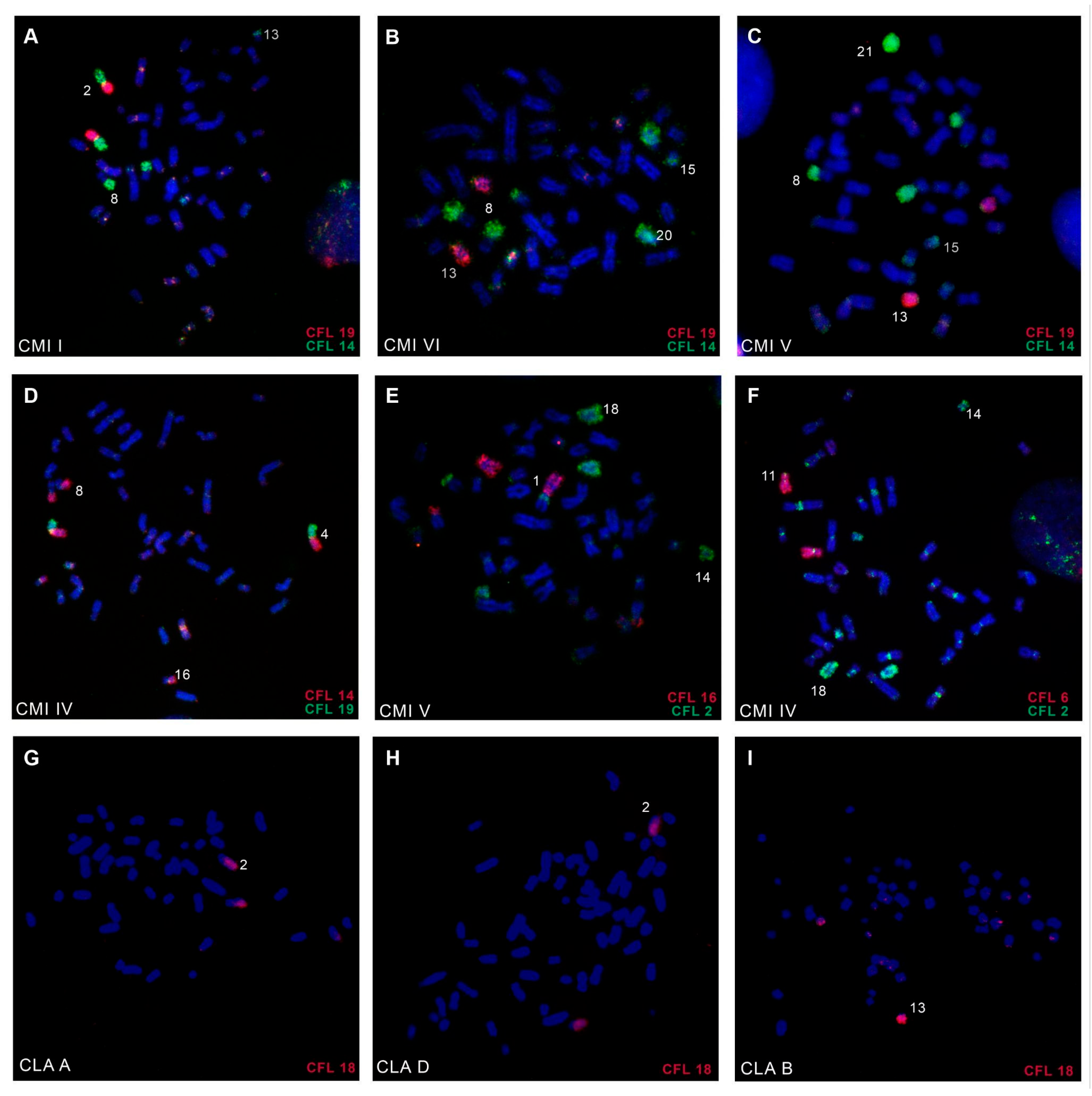 Animals 15 03091 g002