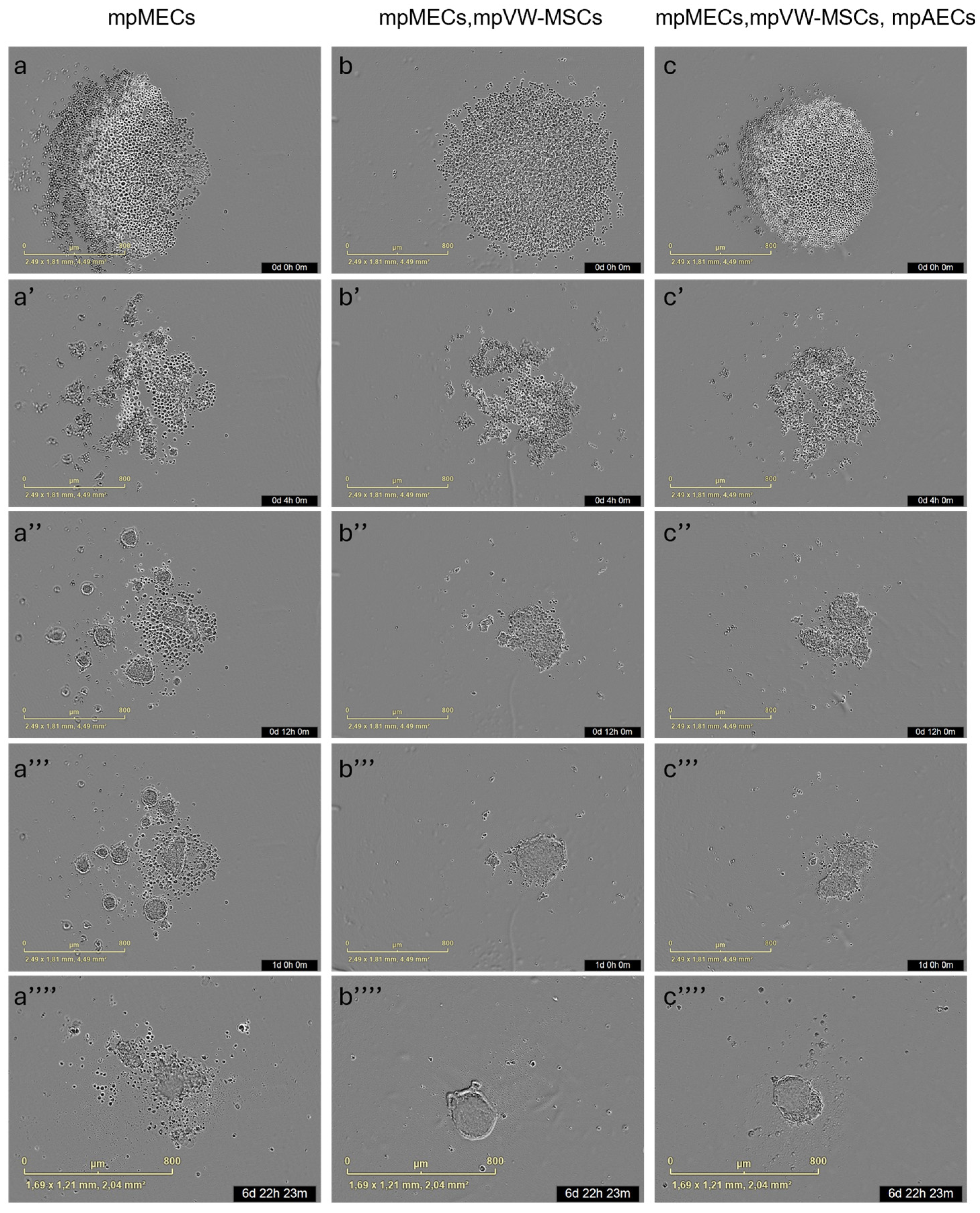 Animals 15 03095 g003