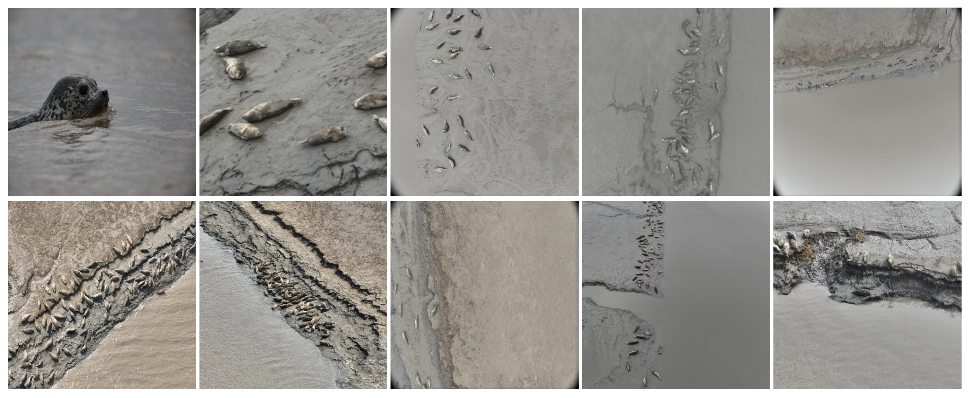 Animals 15 03100 g002