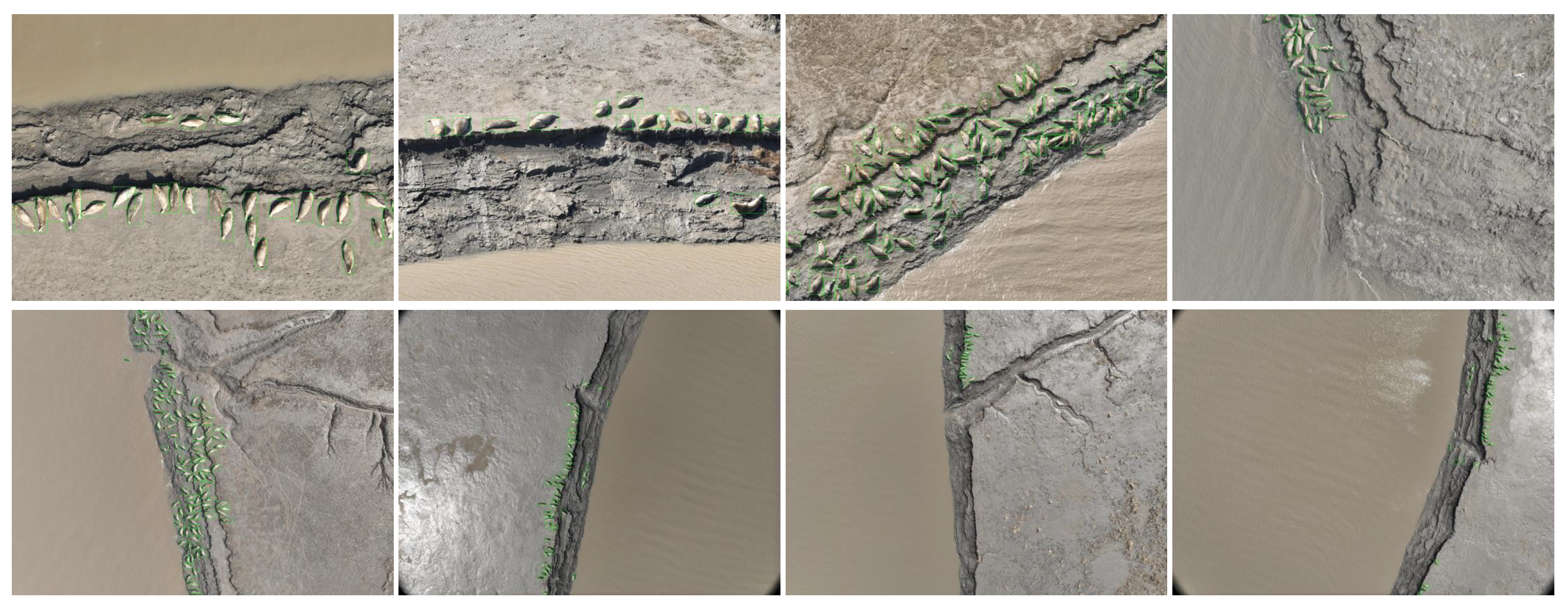 Animals 15 03100 g003