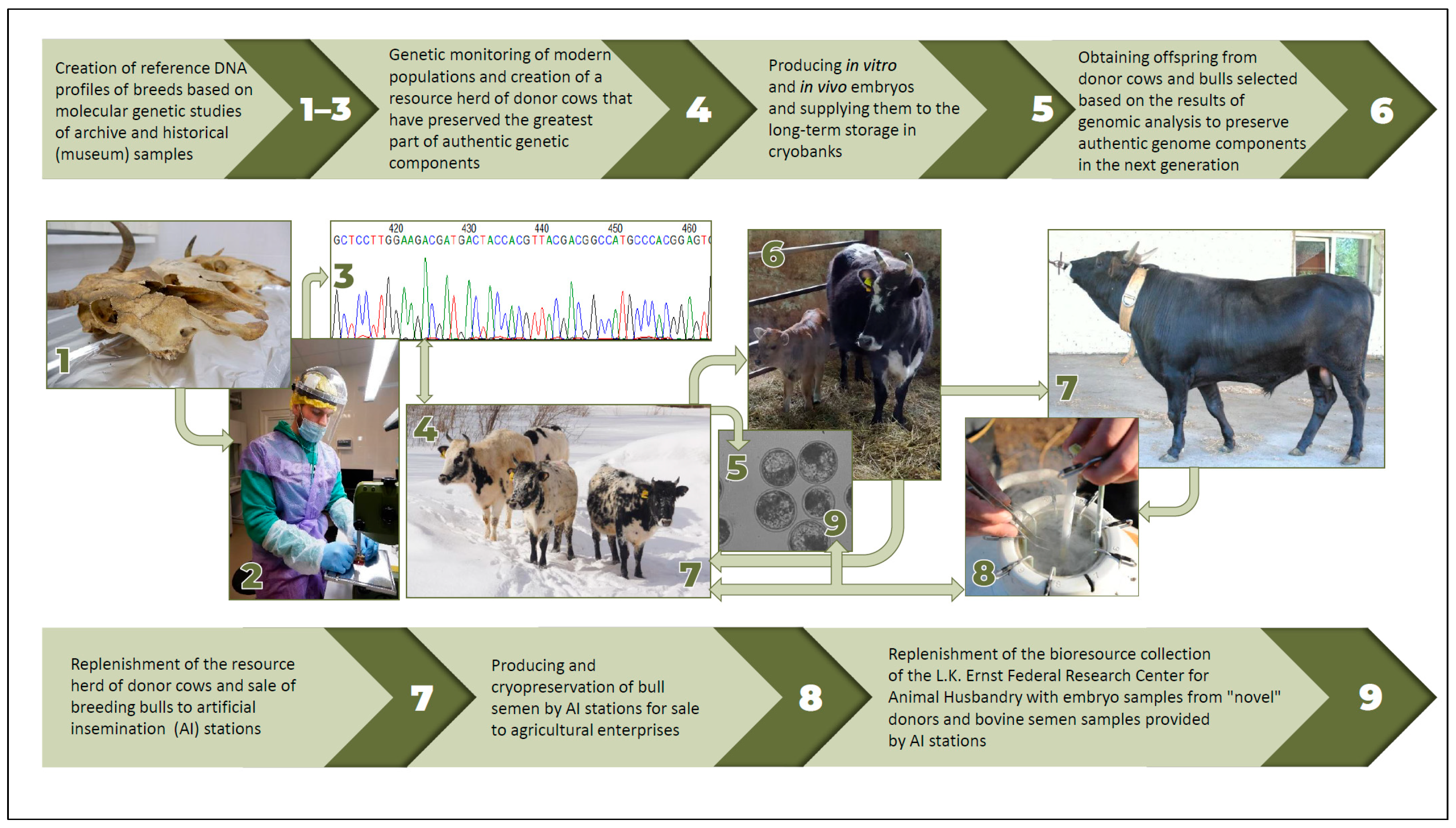 Animals 15 03103 g004