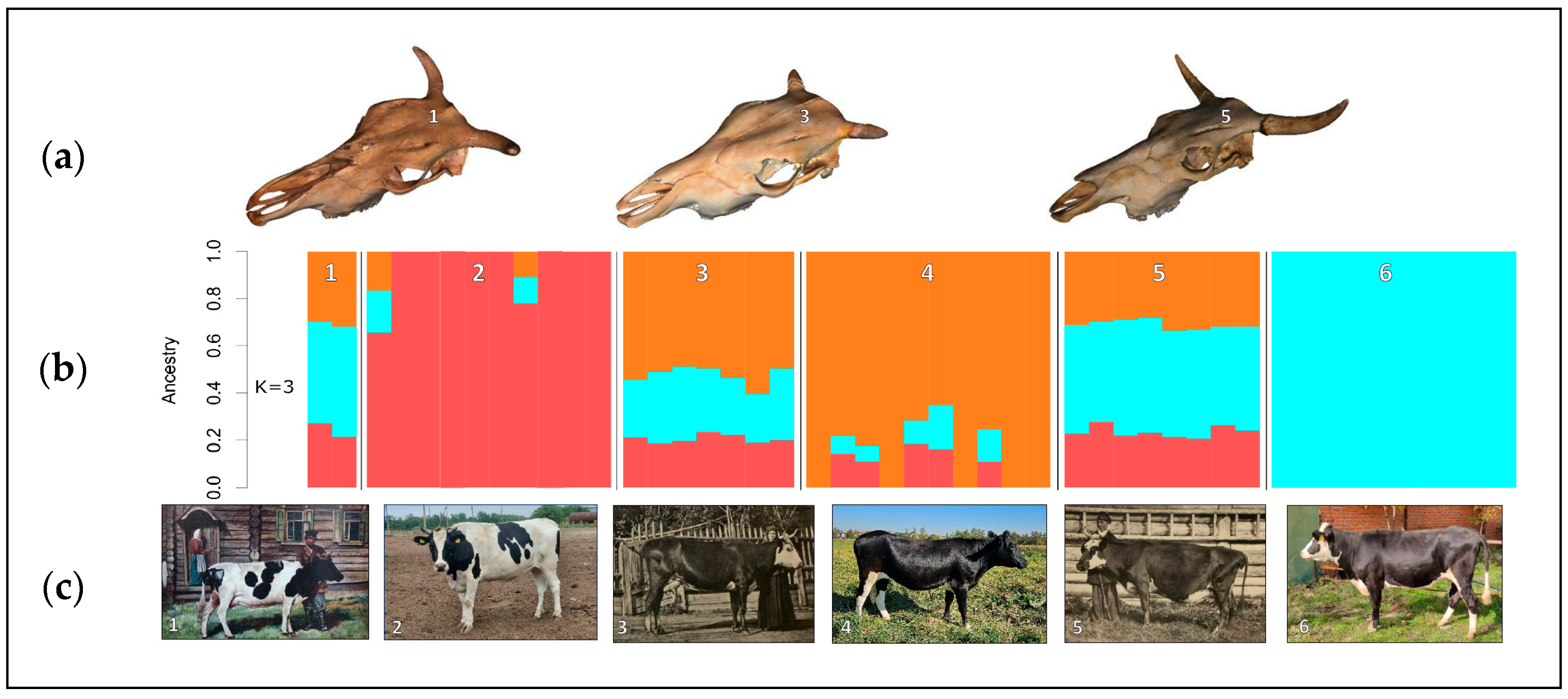 Animals 15 03103 g005