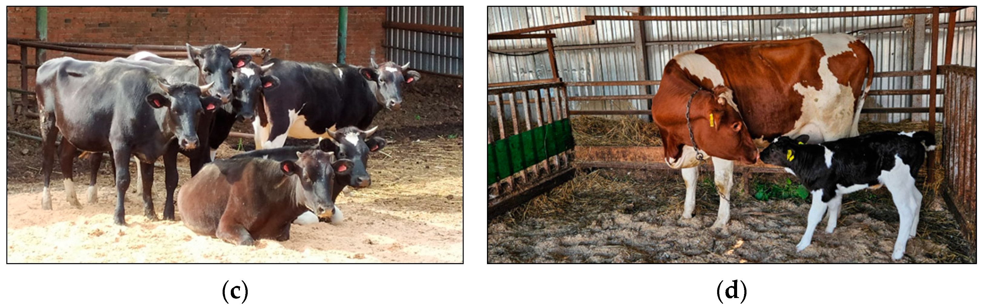 Animals 15 03103 g006b