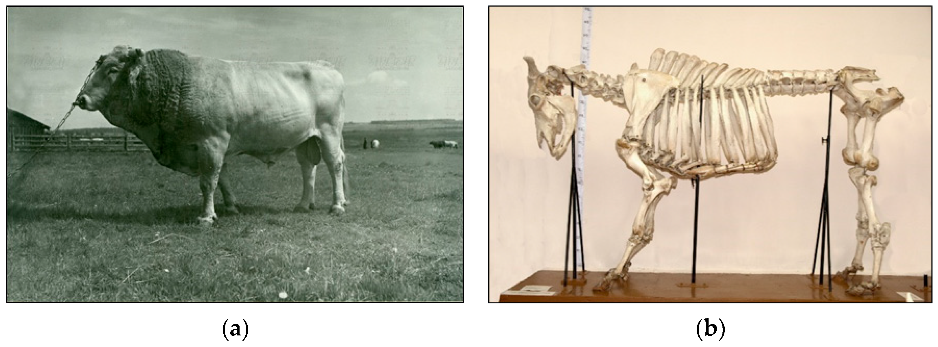 Animals 15 03103 g007a