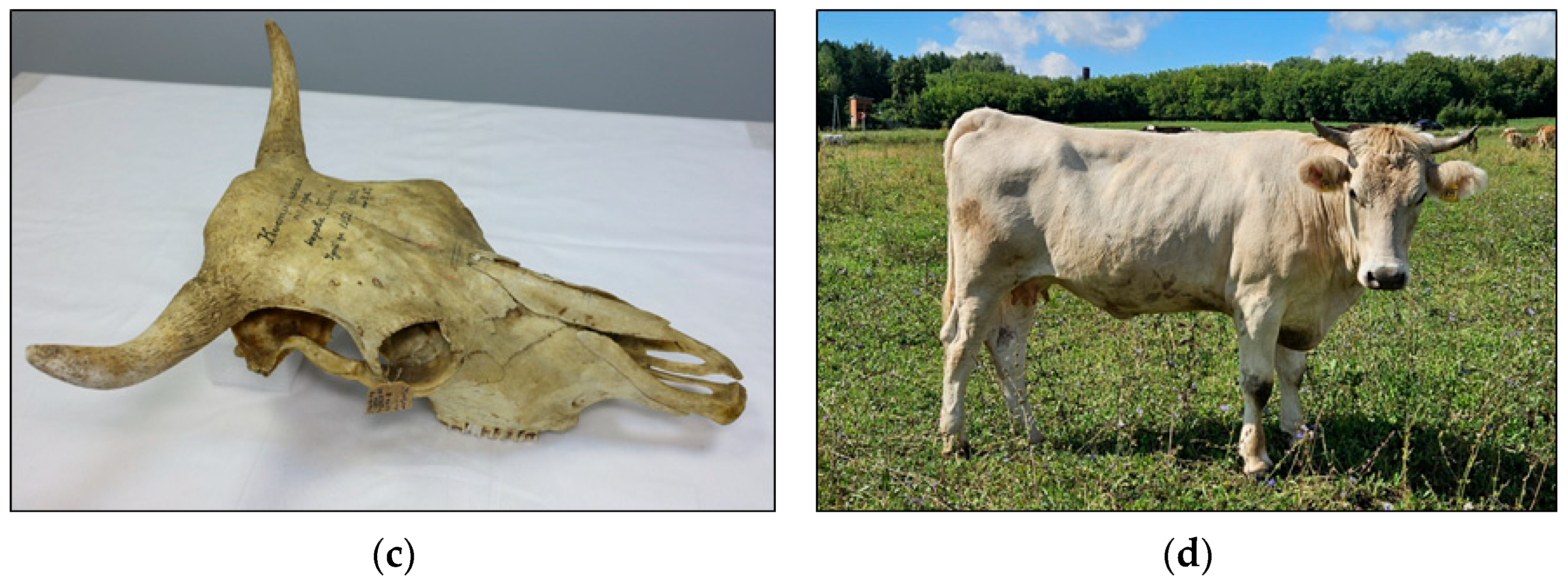 Animals 15 03103 g007b