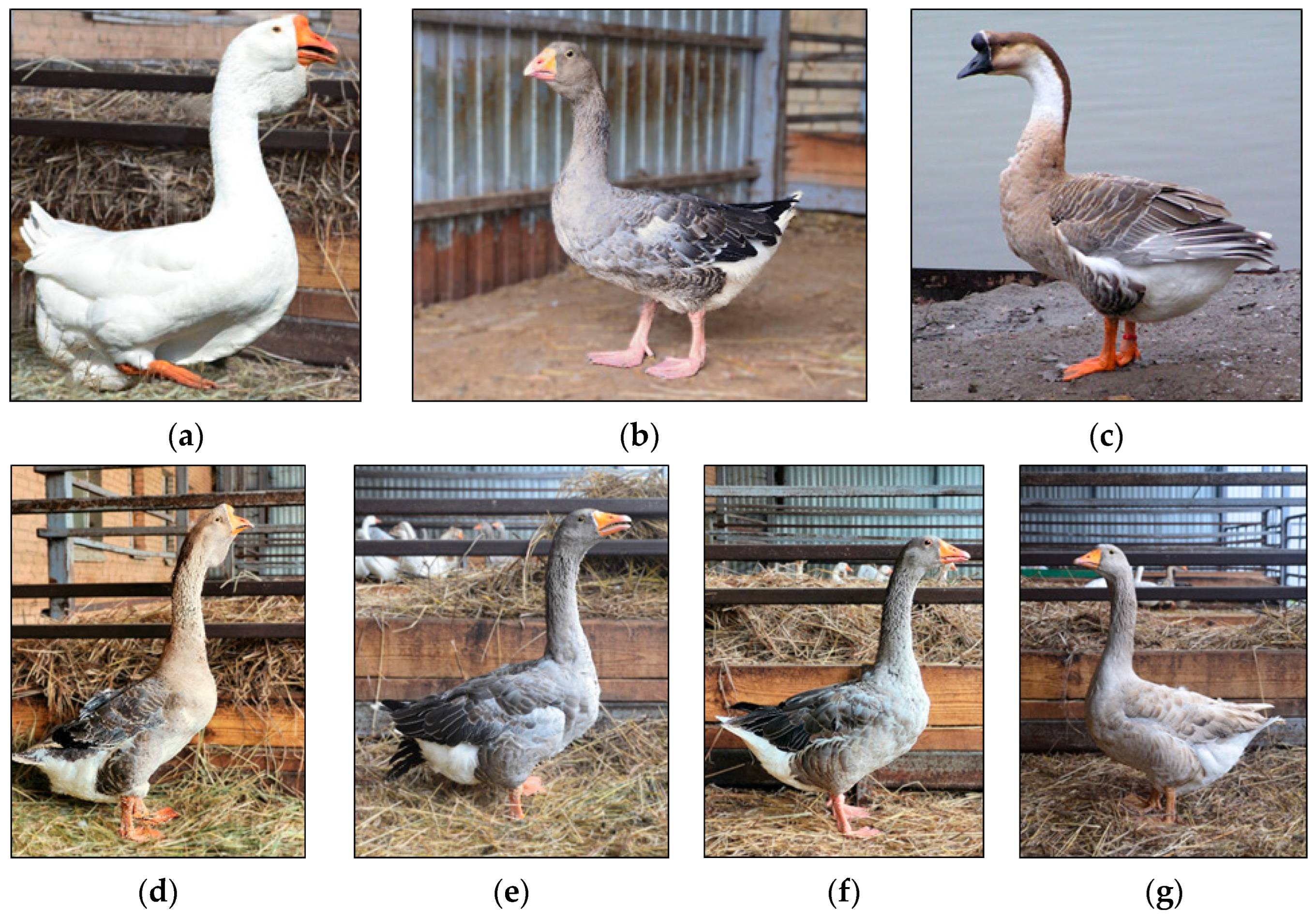 Animals 15 03103 g010