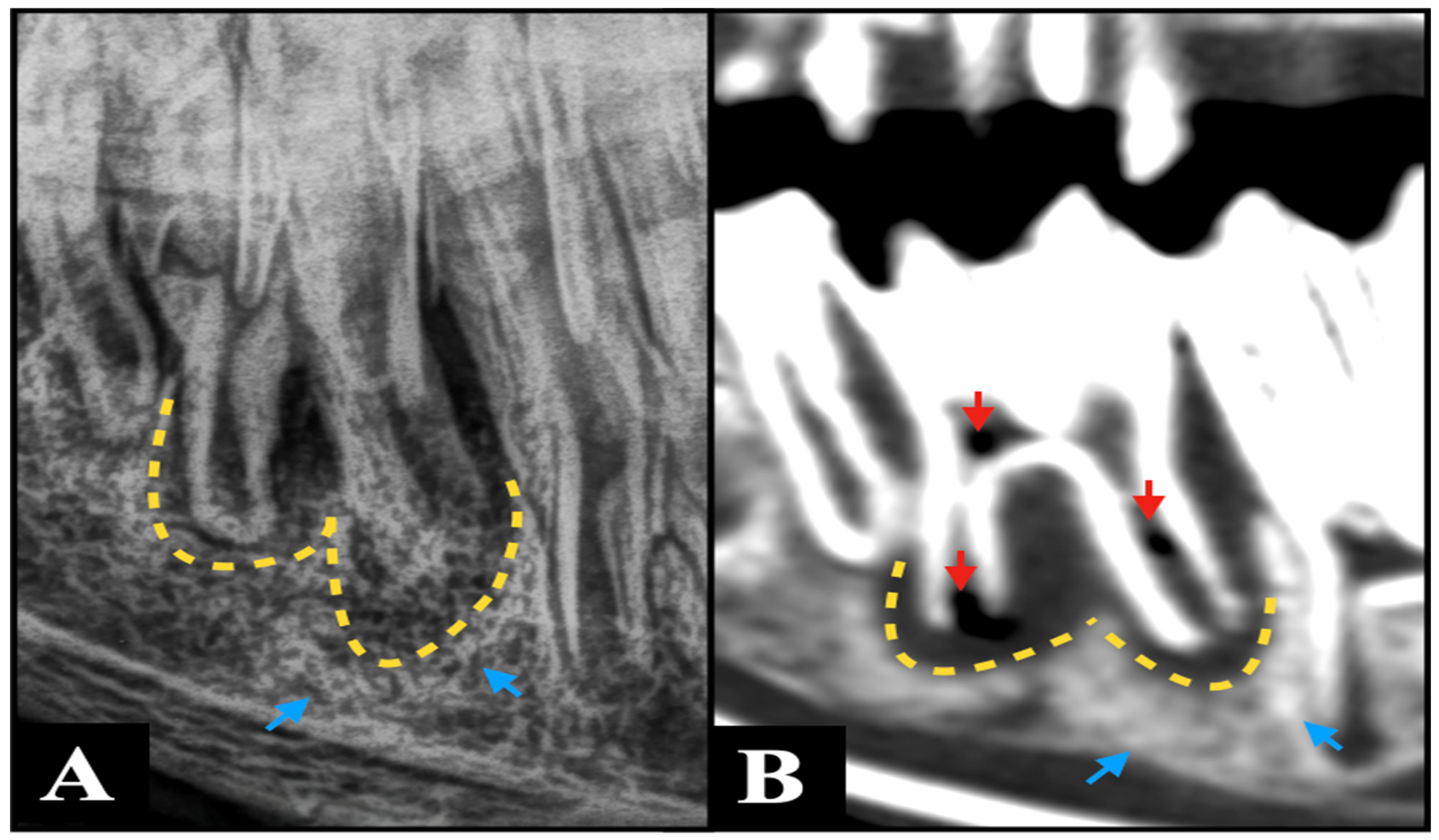 Animals 15 03138 g002