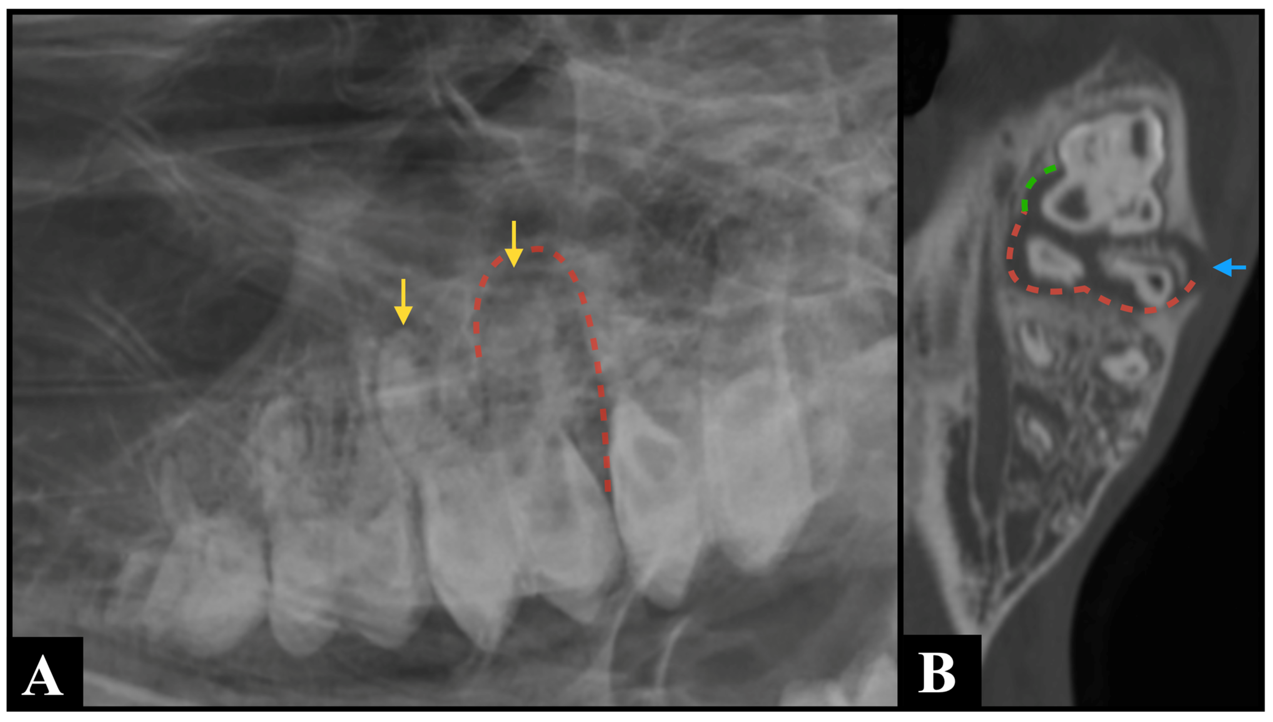 Animals 15 03138 g003