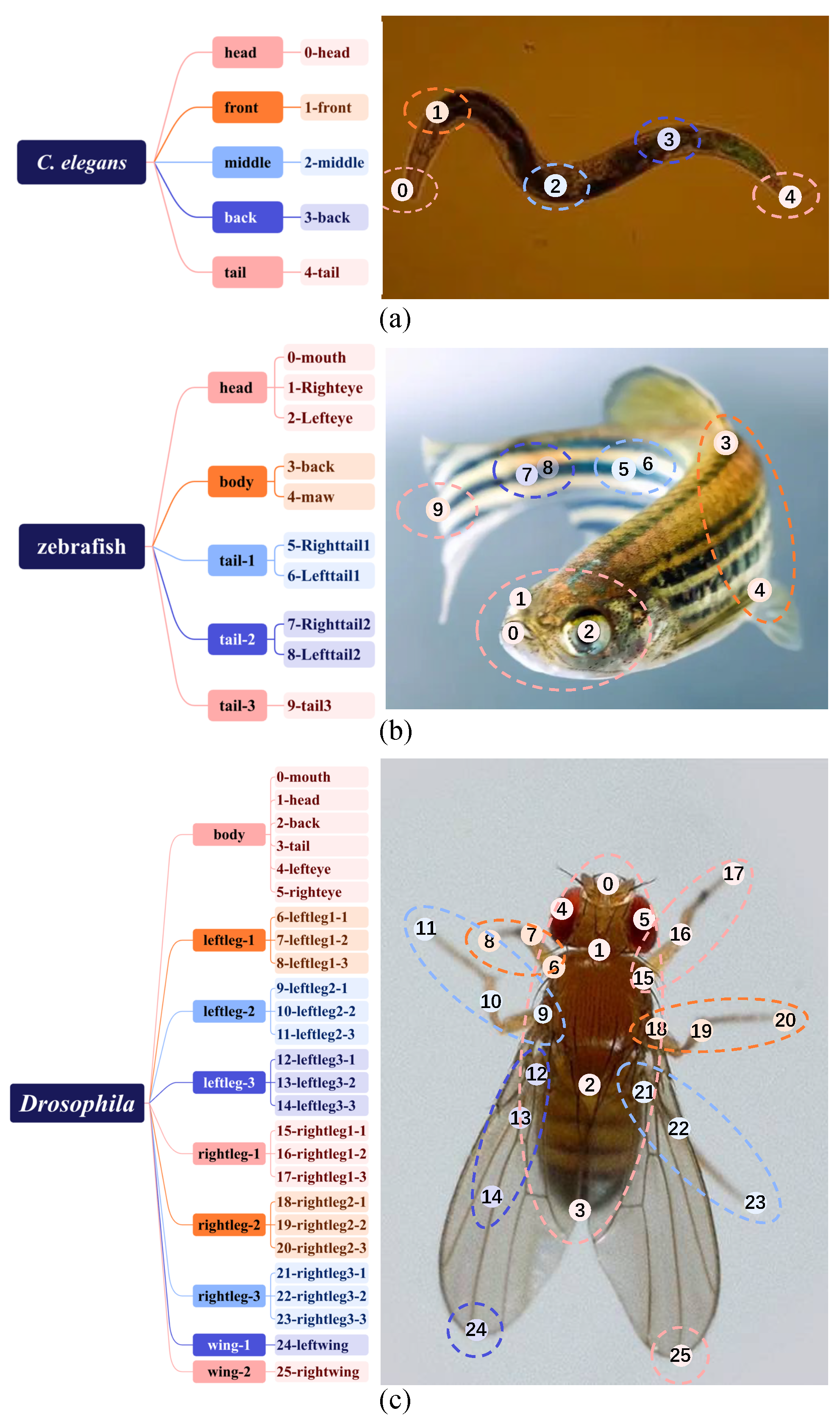 Animals 15 03139 g002