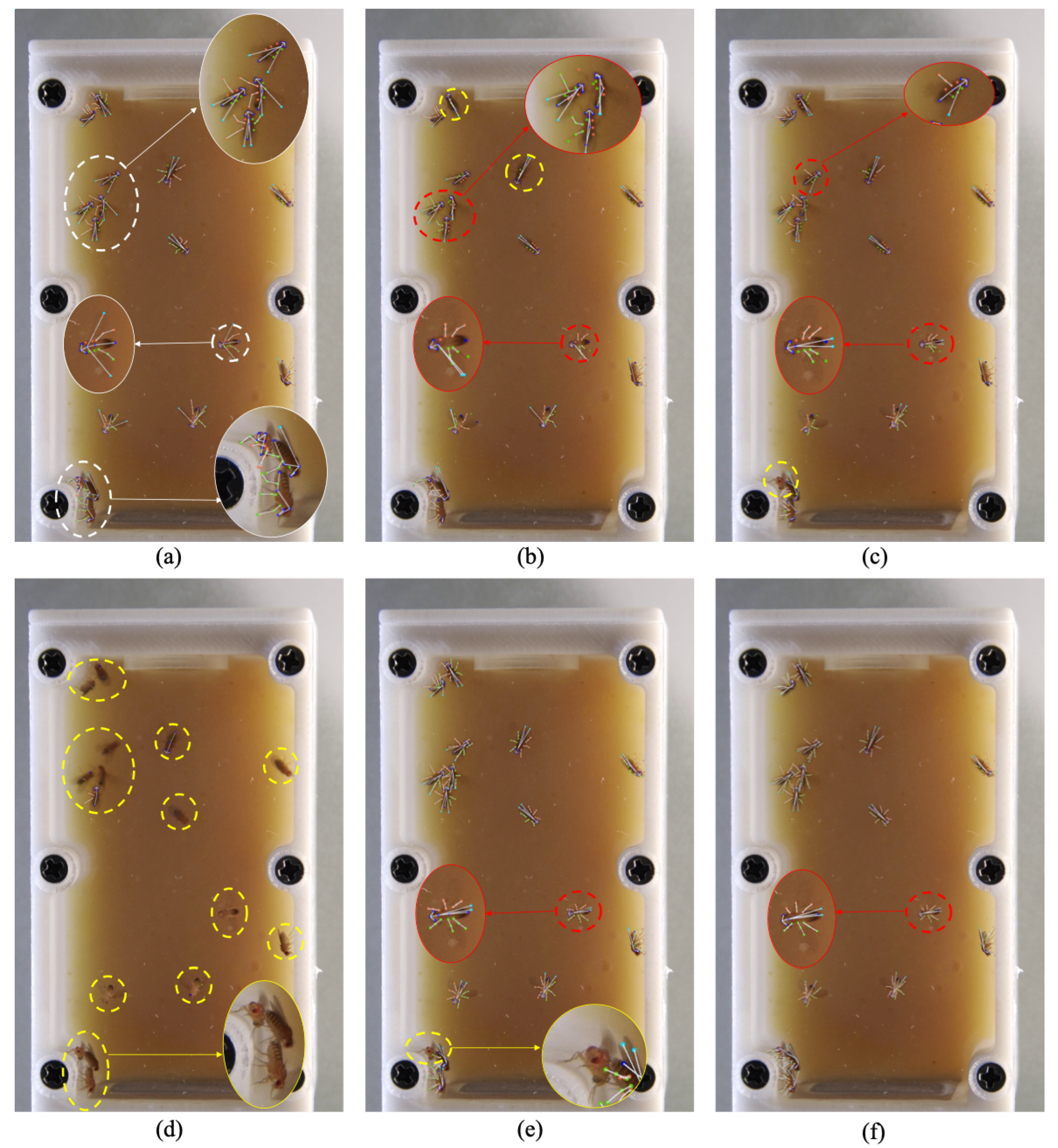 Animals 15 03139 g007