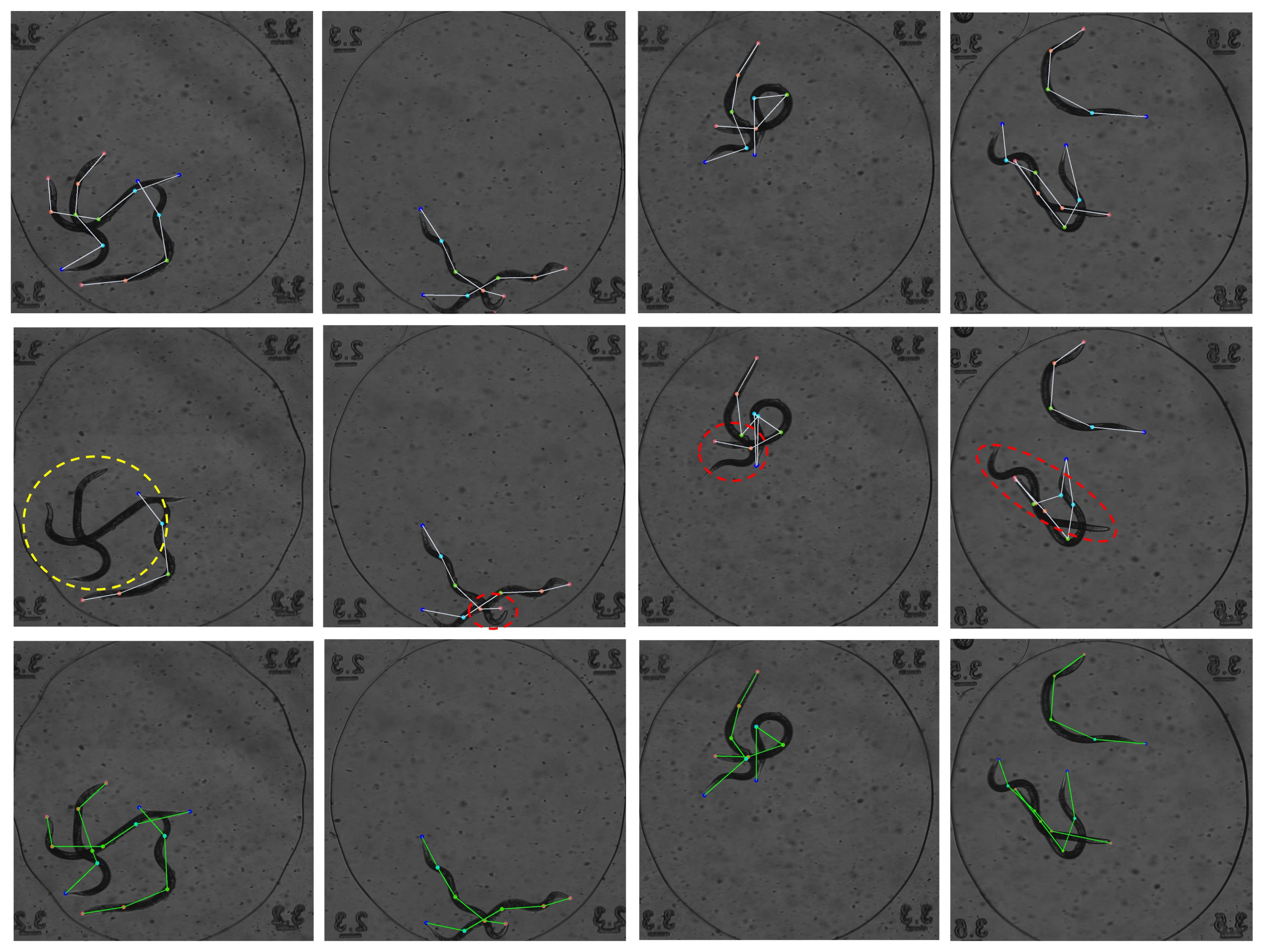 Animals 15 03139 g008